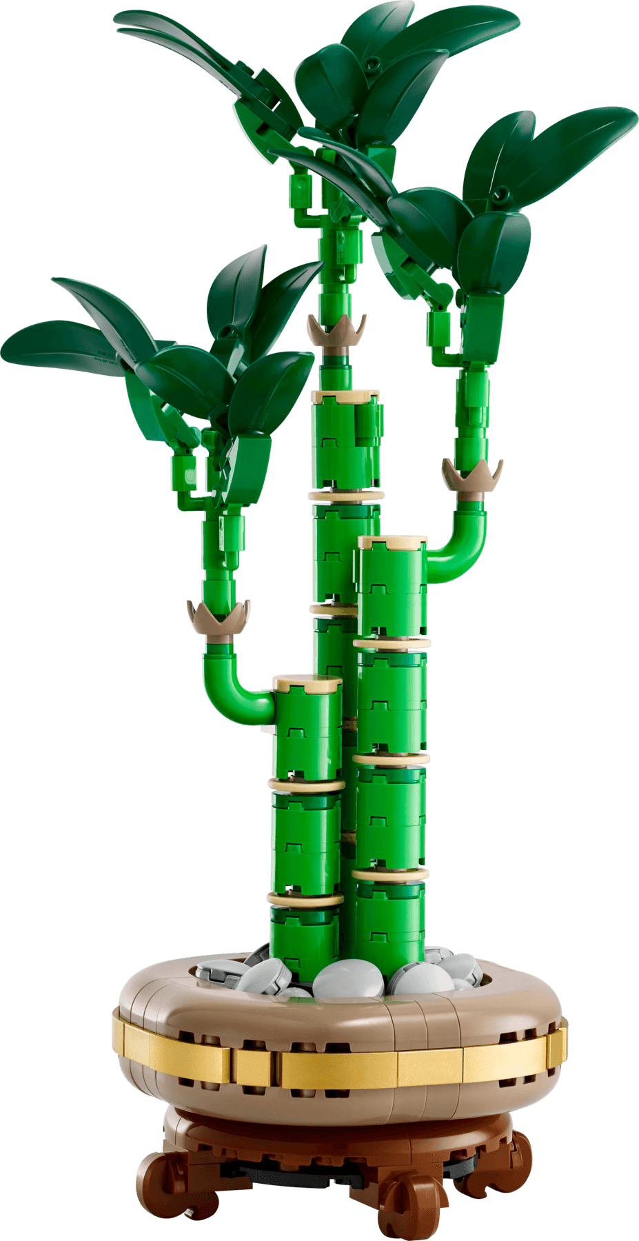 Lucky Bamboo