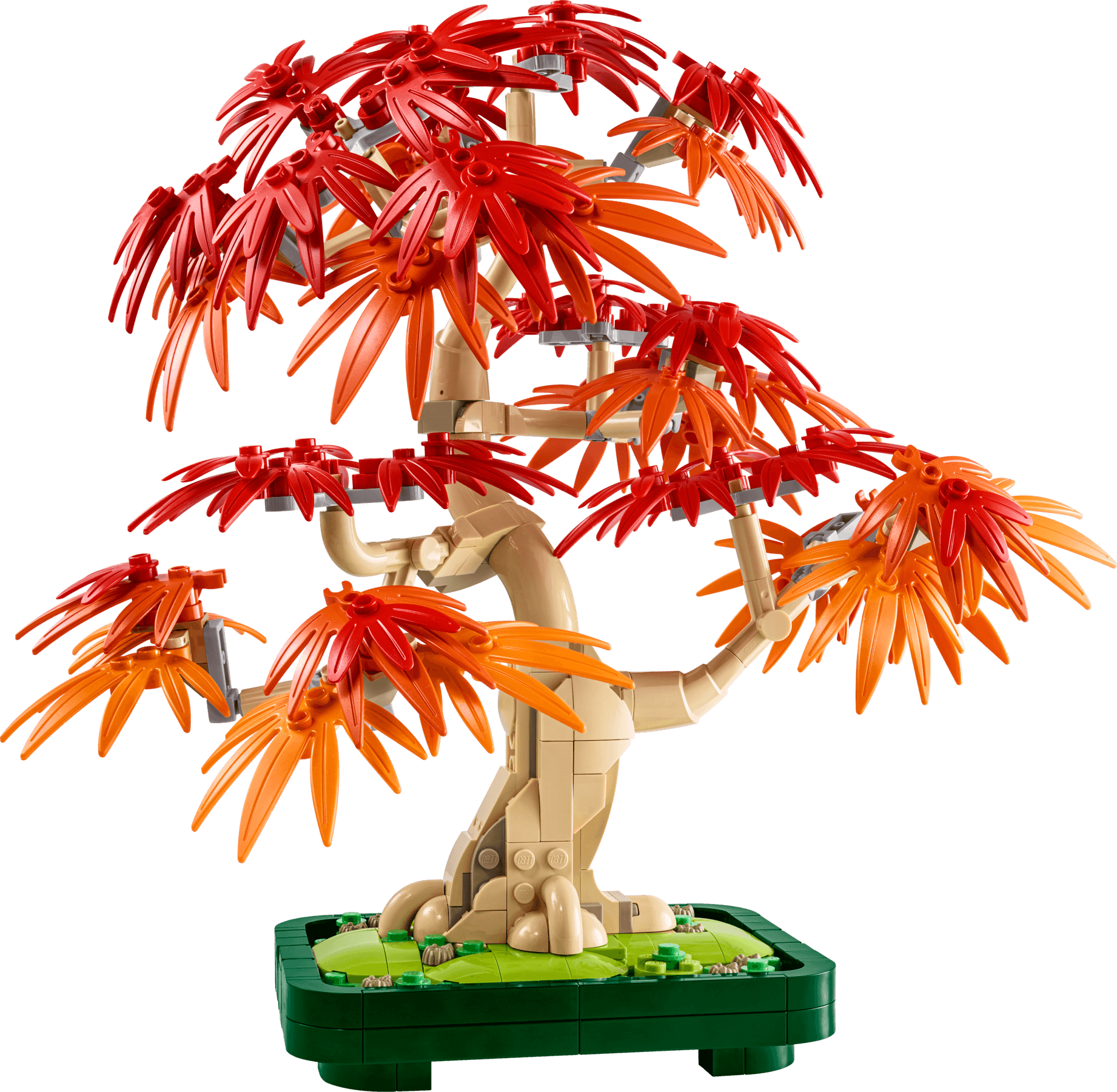 Japanese Red Maple Bonsai Tree