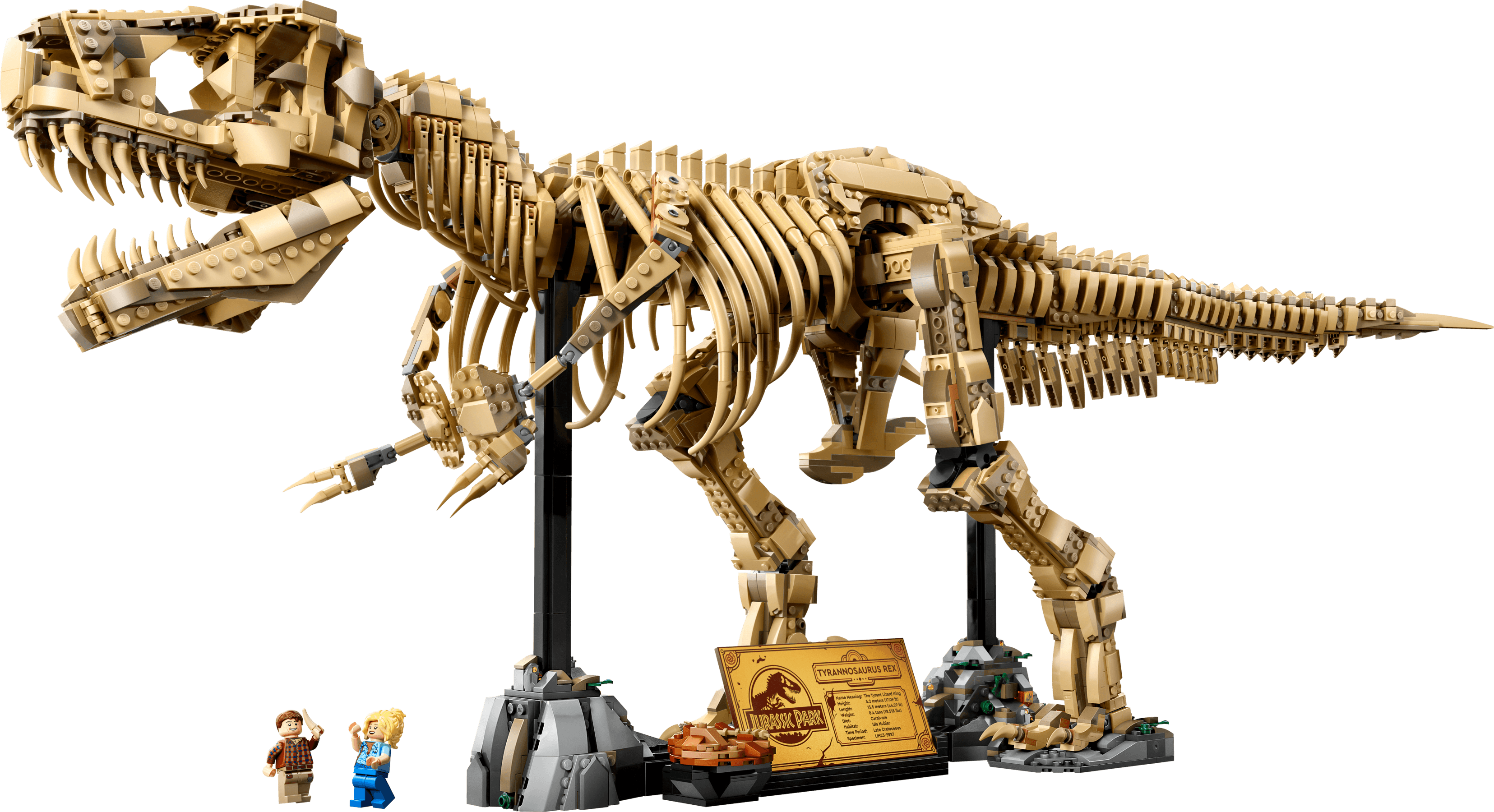 Dinosaur Fossils: Tyrannosaurus Rex