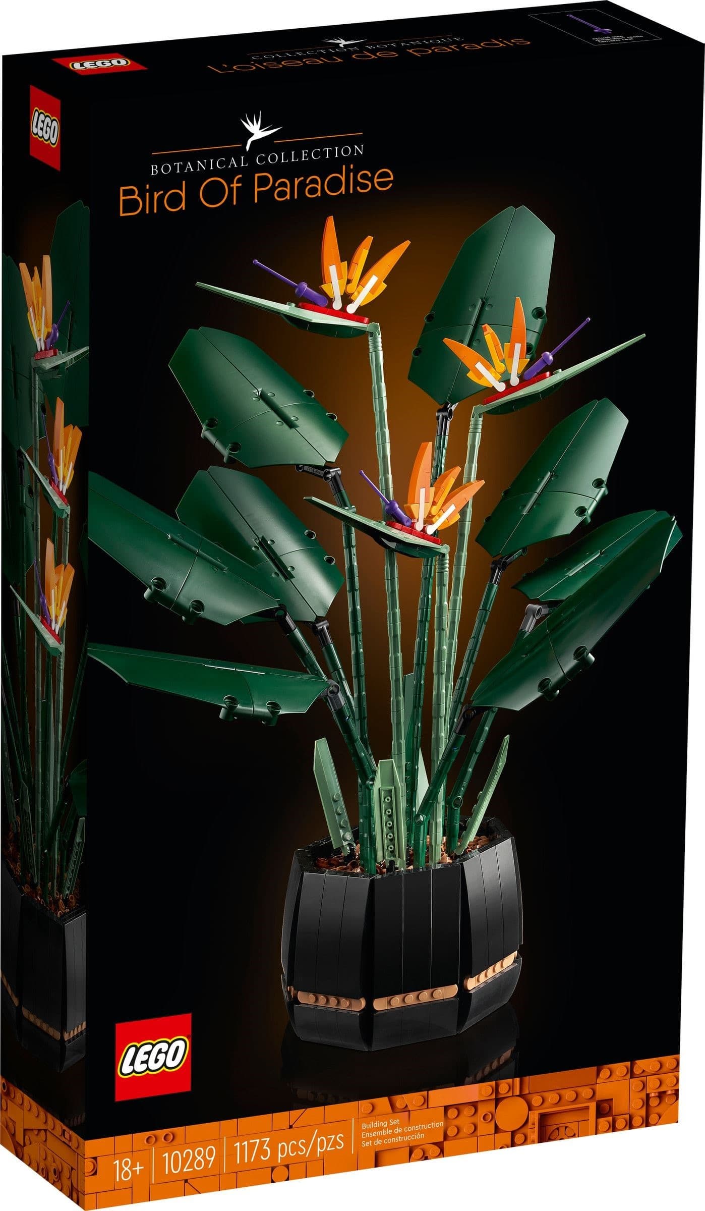 Bird of Paradise