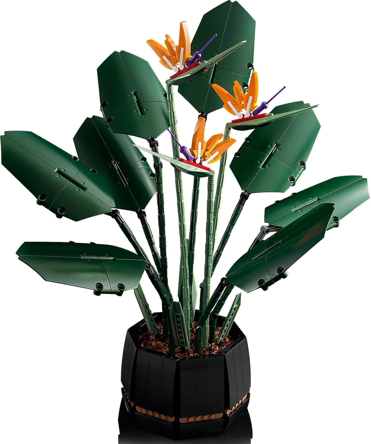 Bird of Paradise