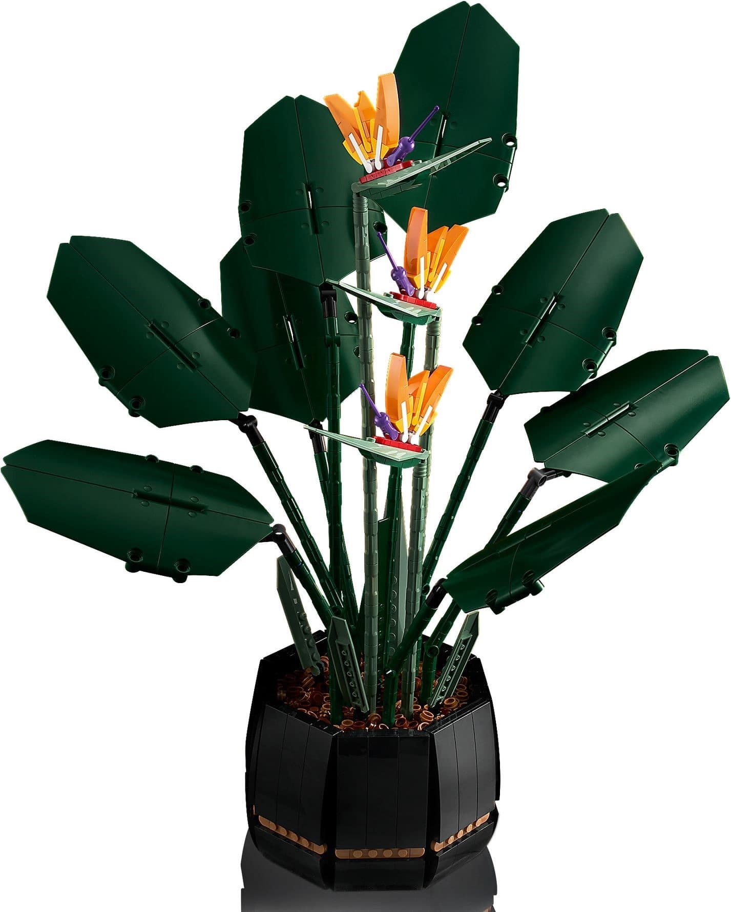 Bird of Paradise