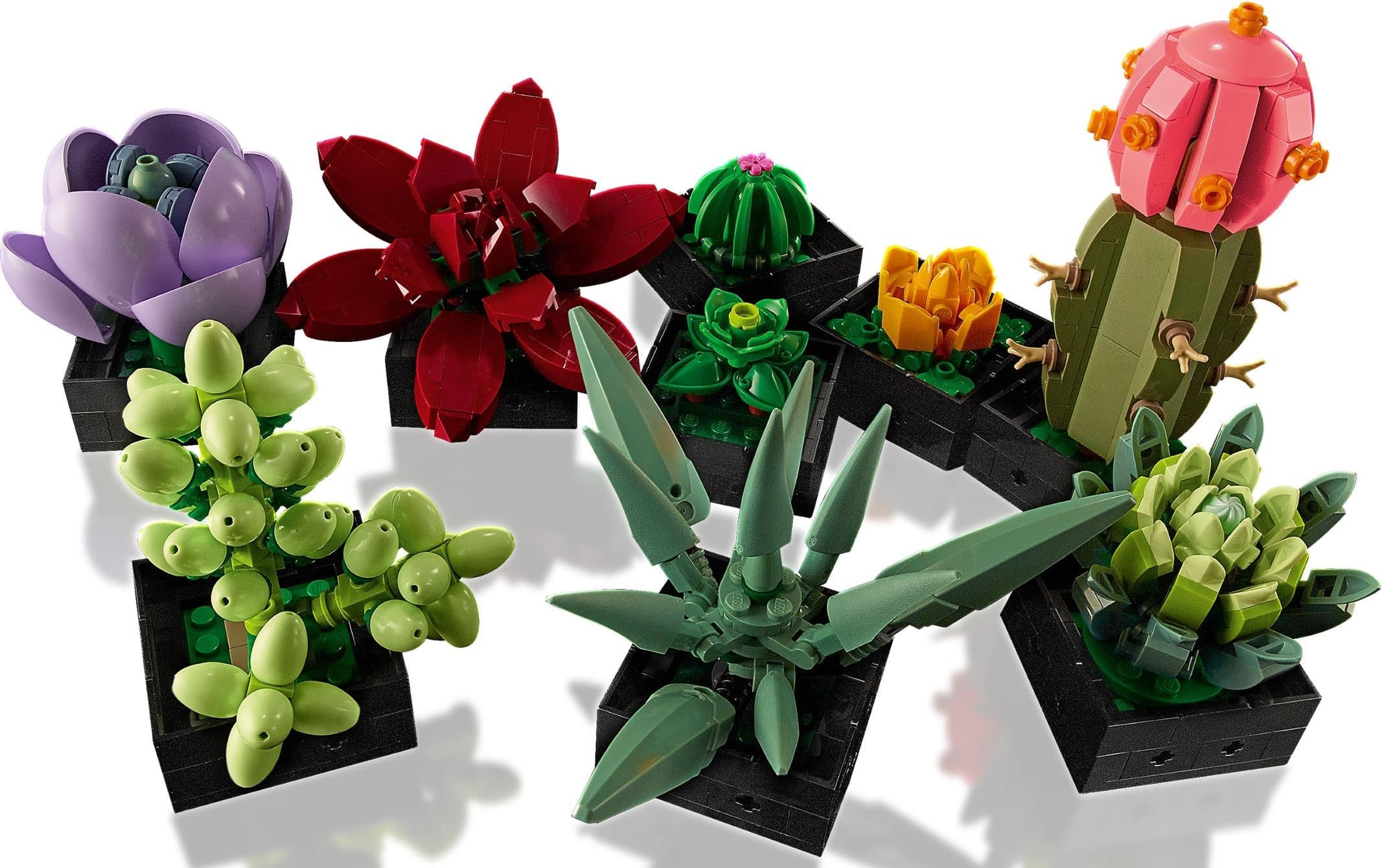 Succulents