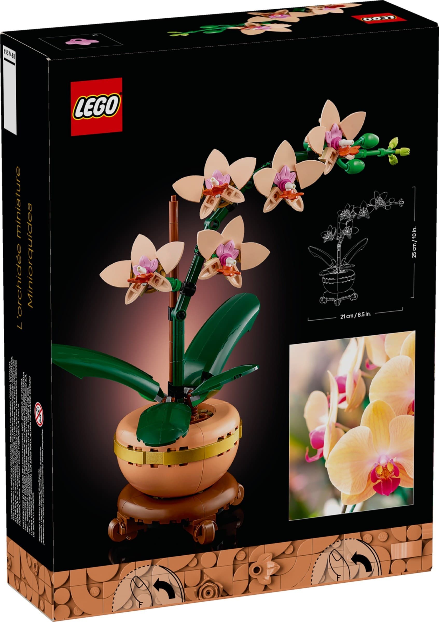 Mini Orchid