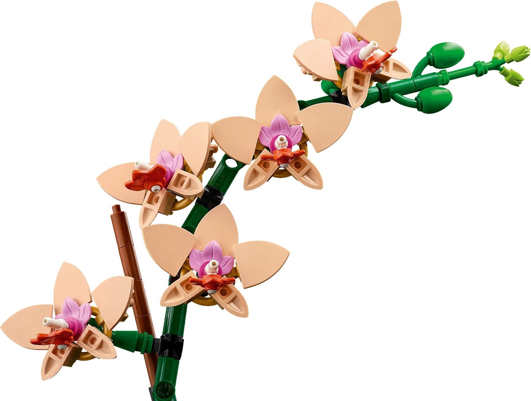 Mini Orchid