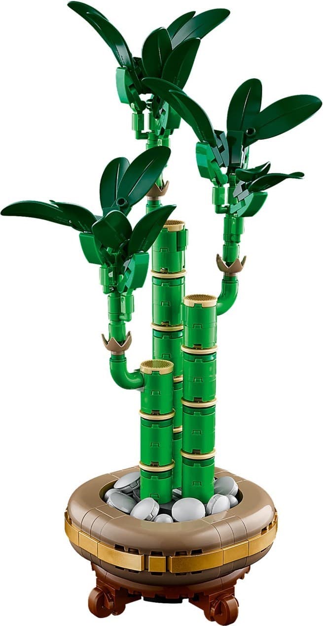 Lucky Bamboo