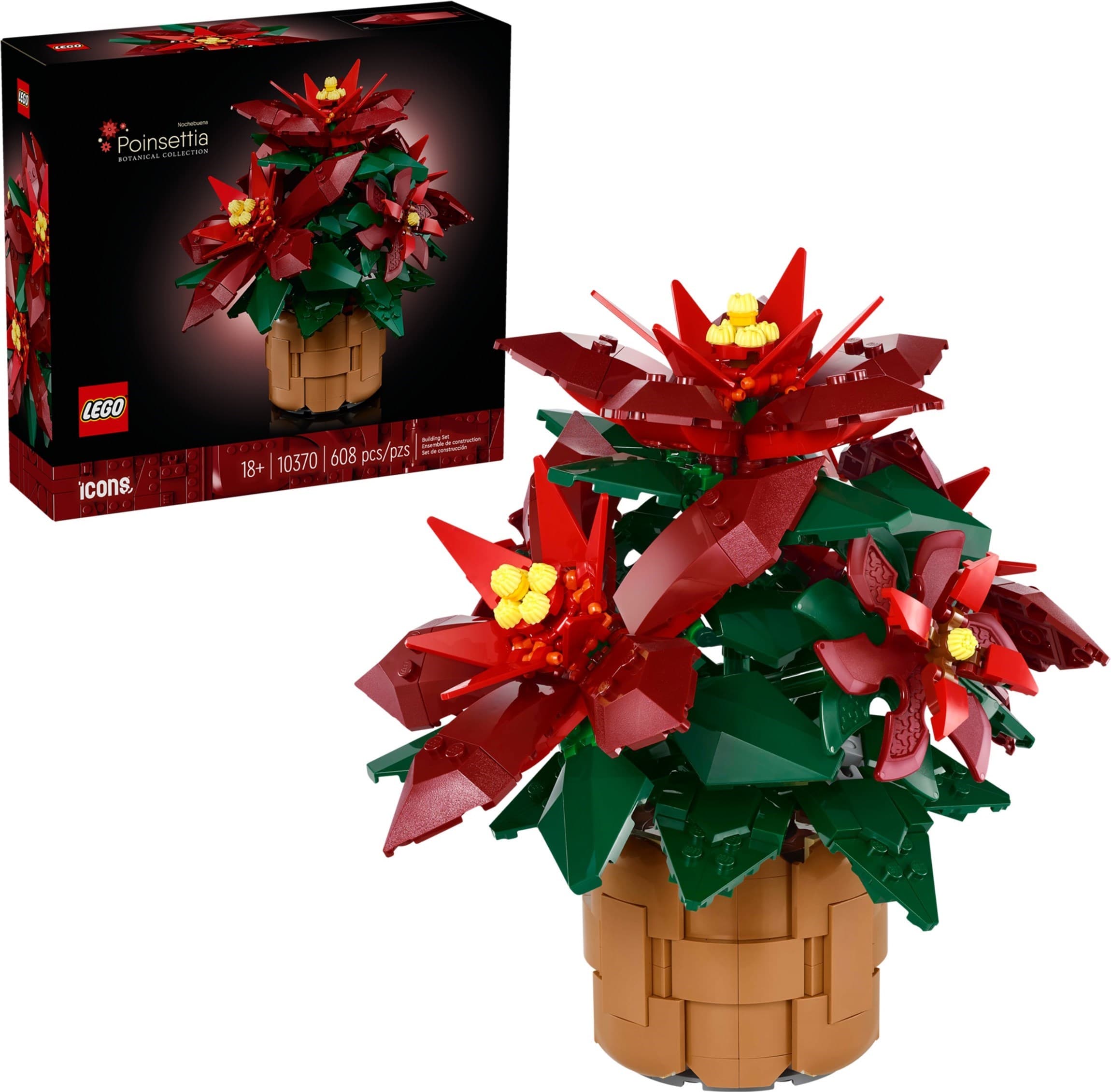Poinsettia