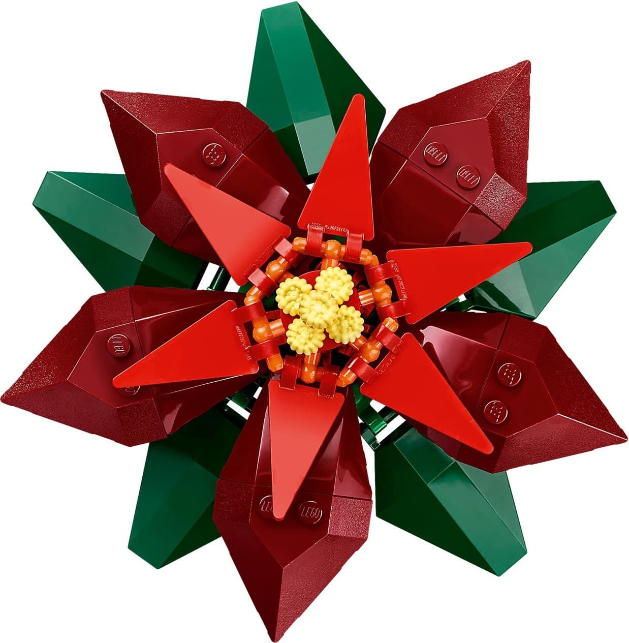 Poinsettia