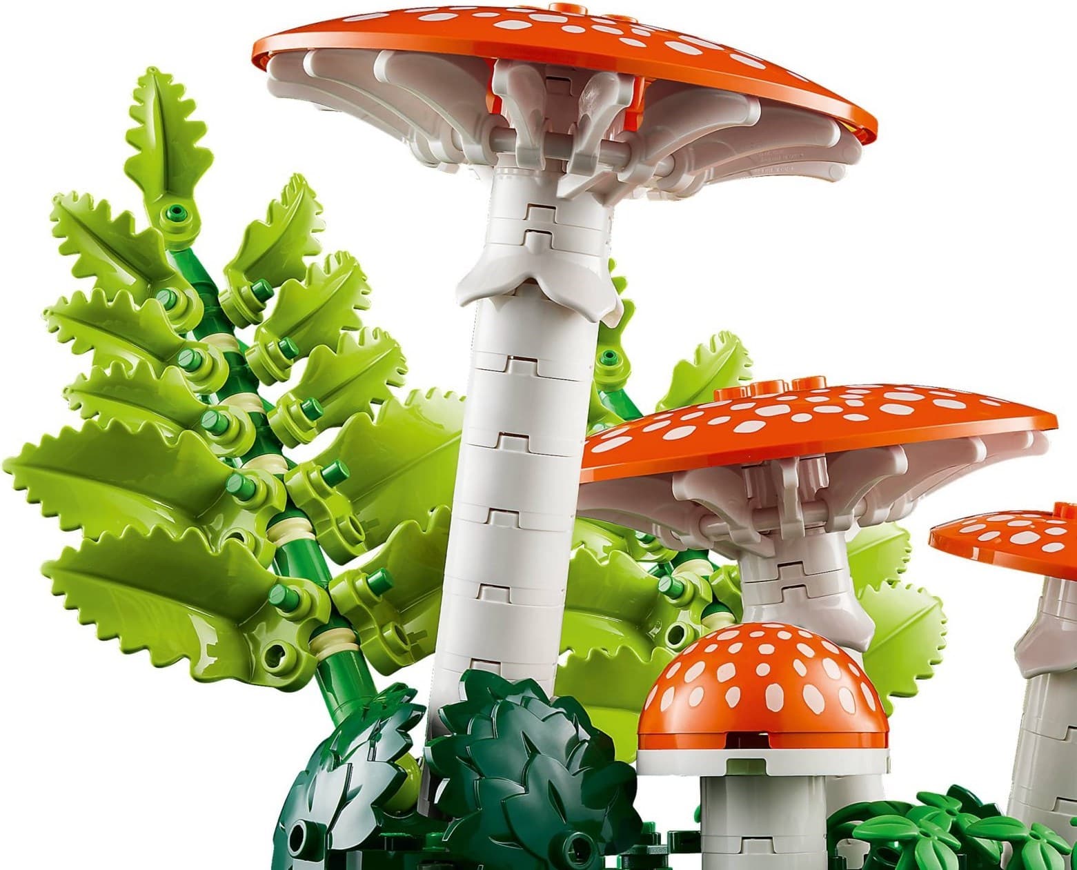 Woodland Mushrooms