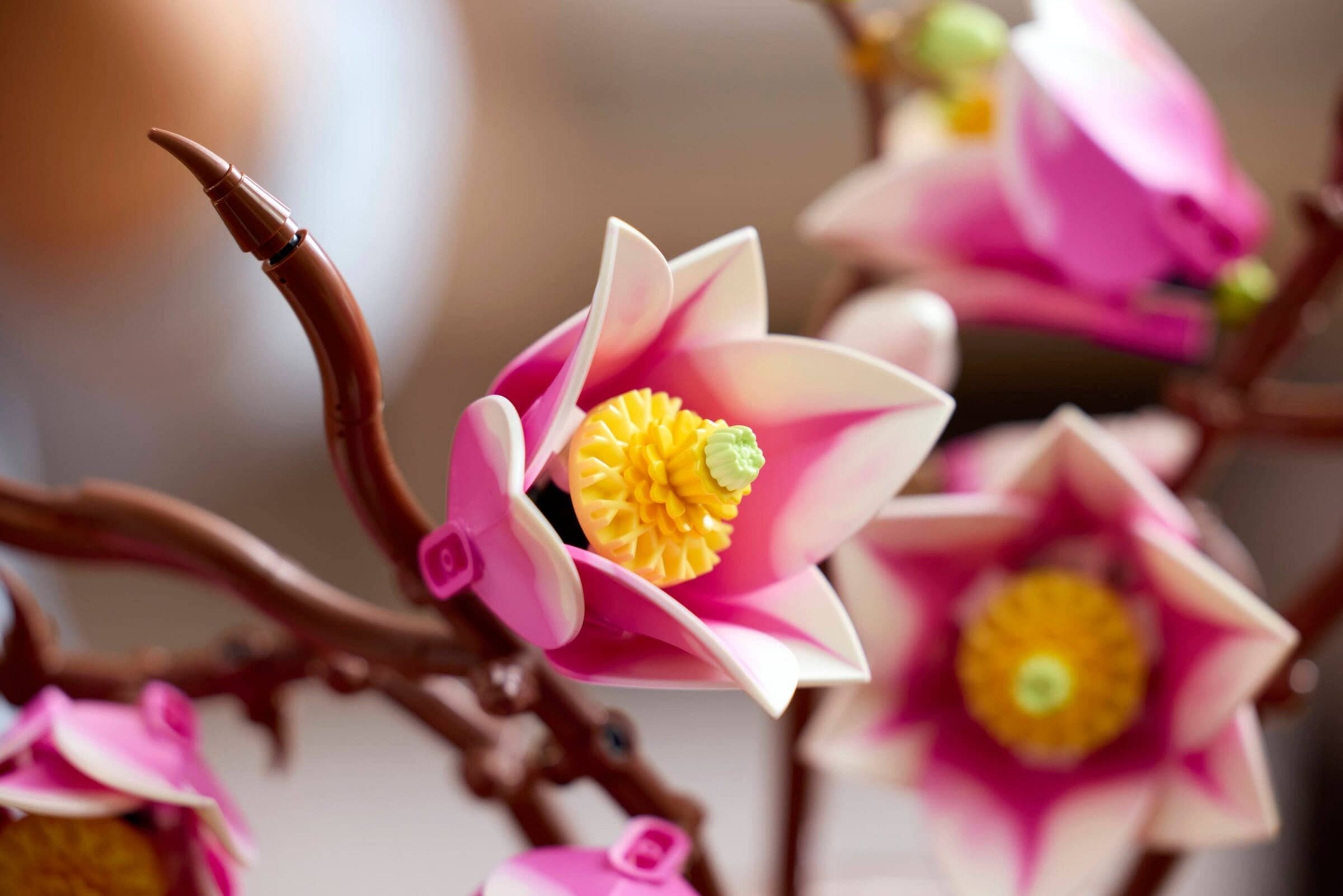 Magnolia Branches