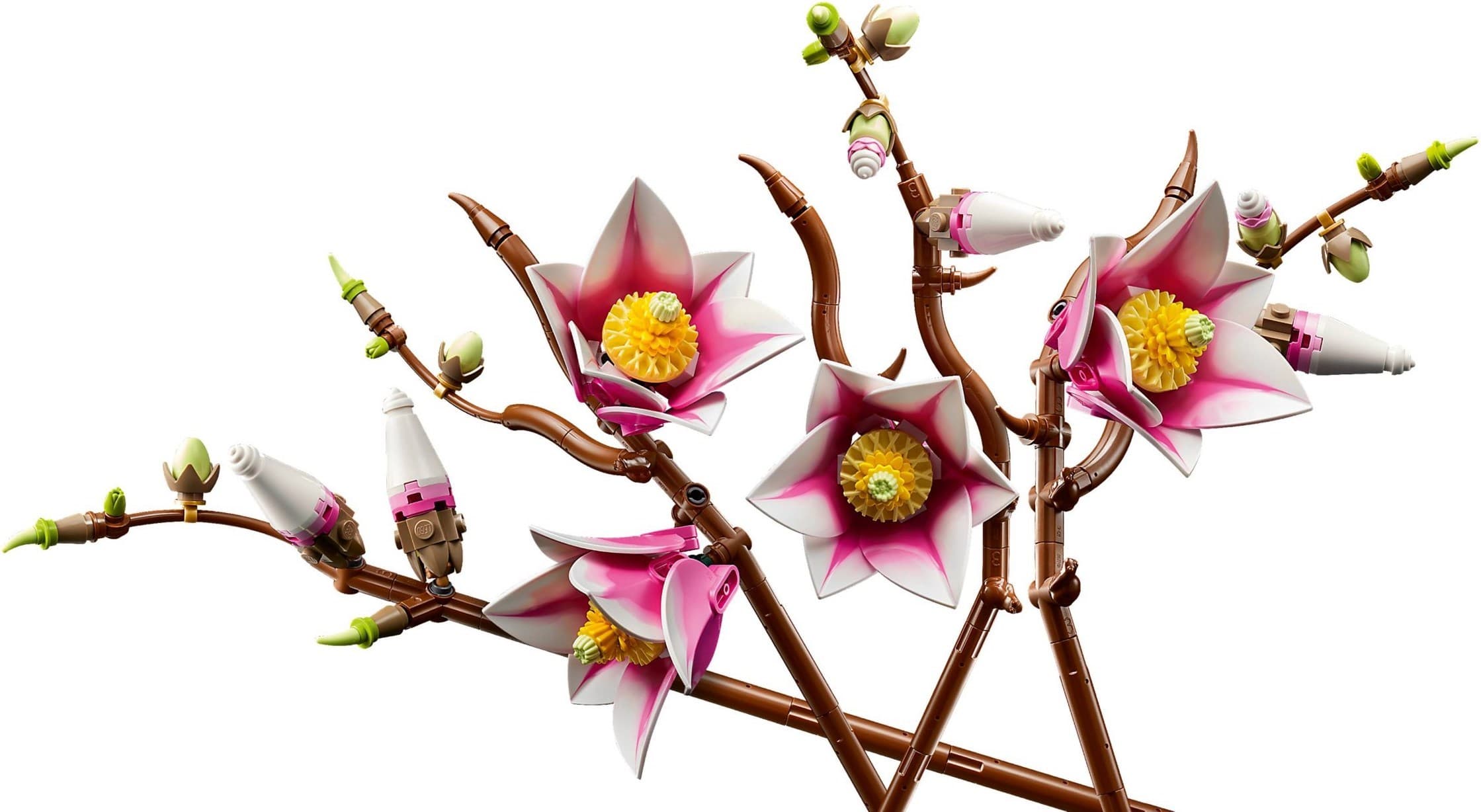 Magnolia Branches