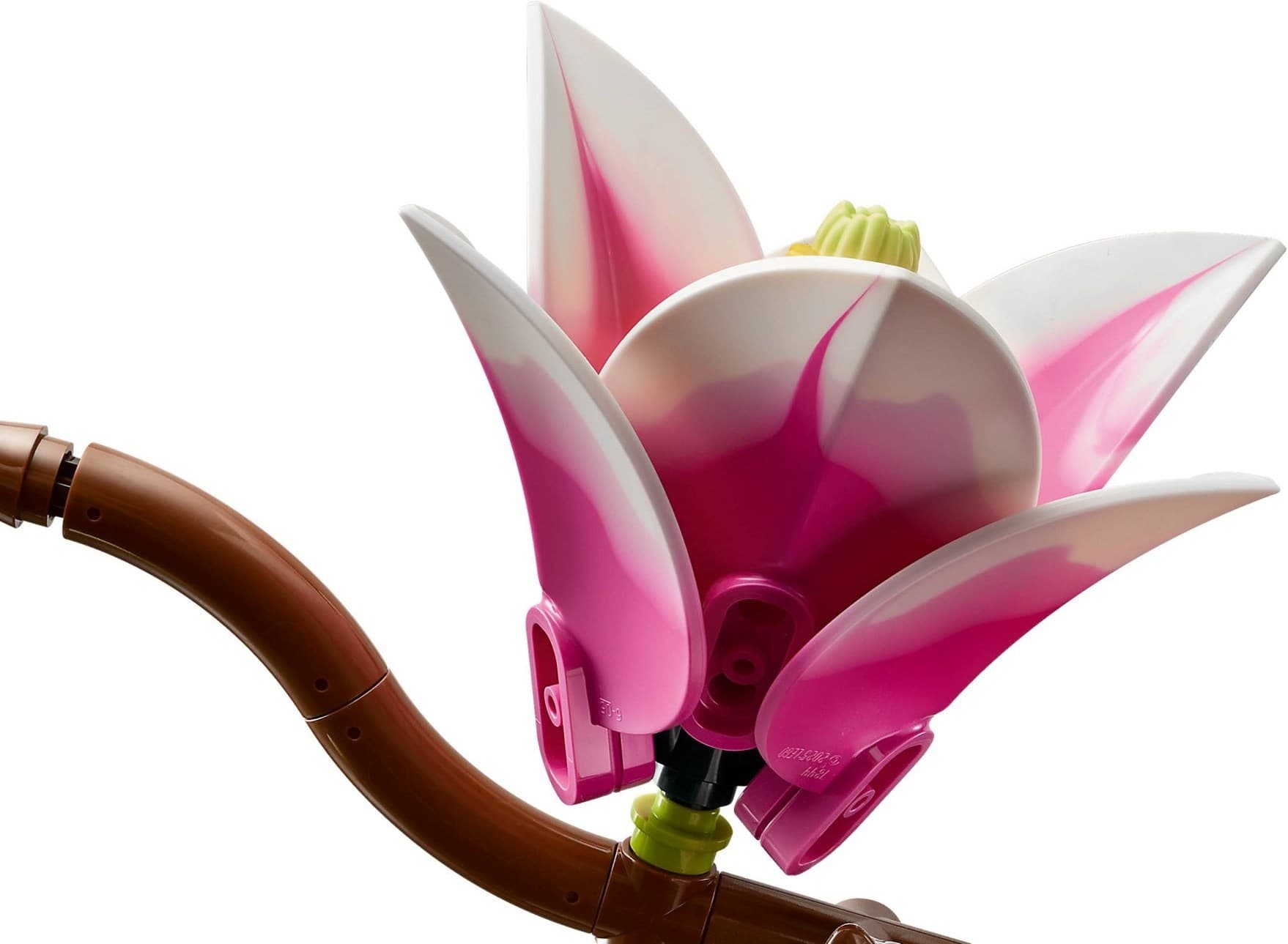 Magnolia Branches