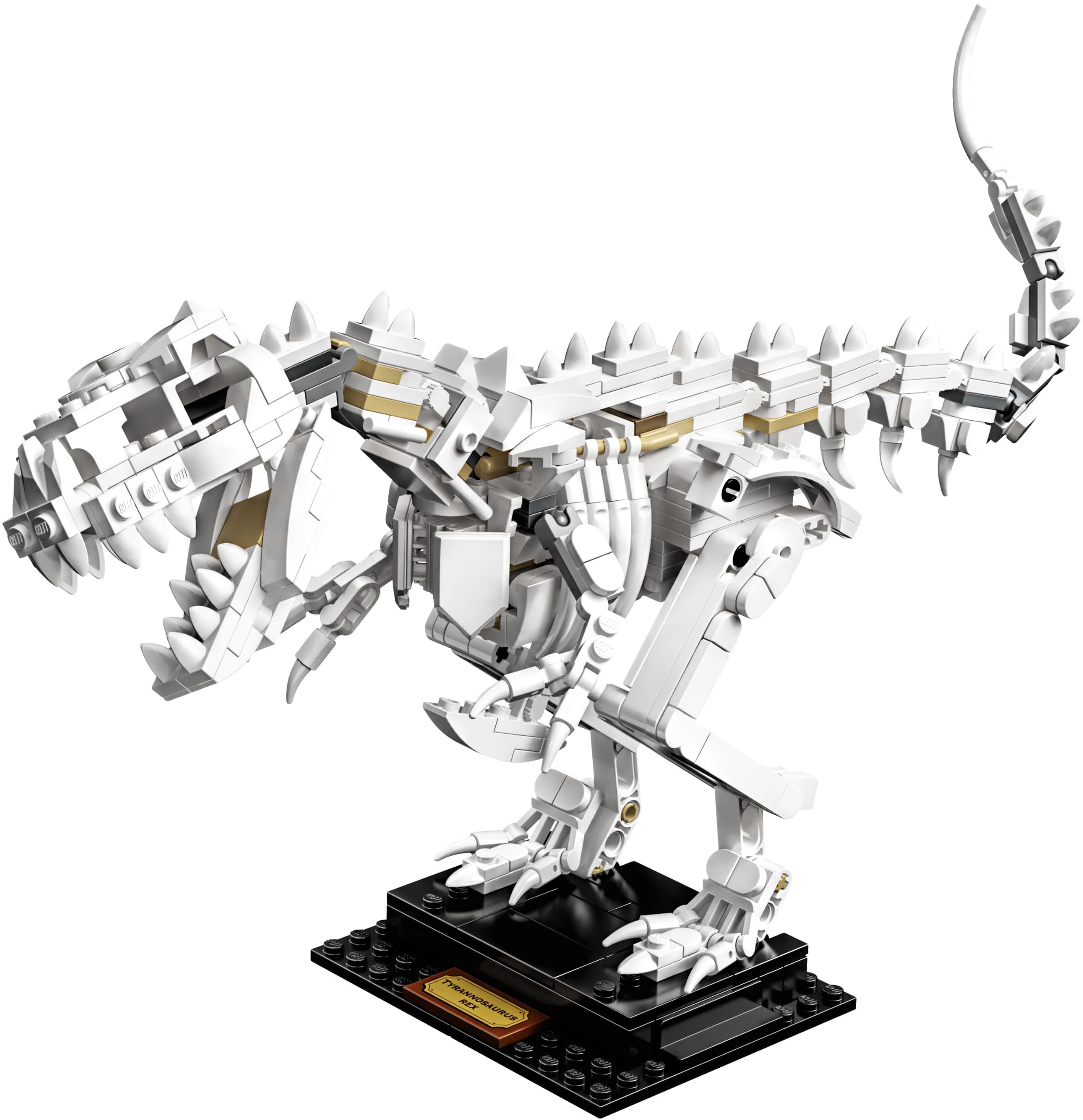 Dinosaur Fossils