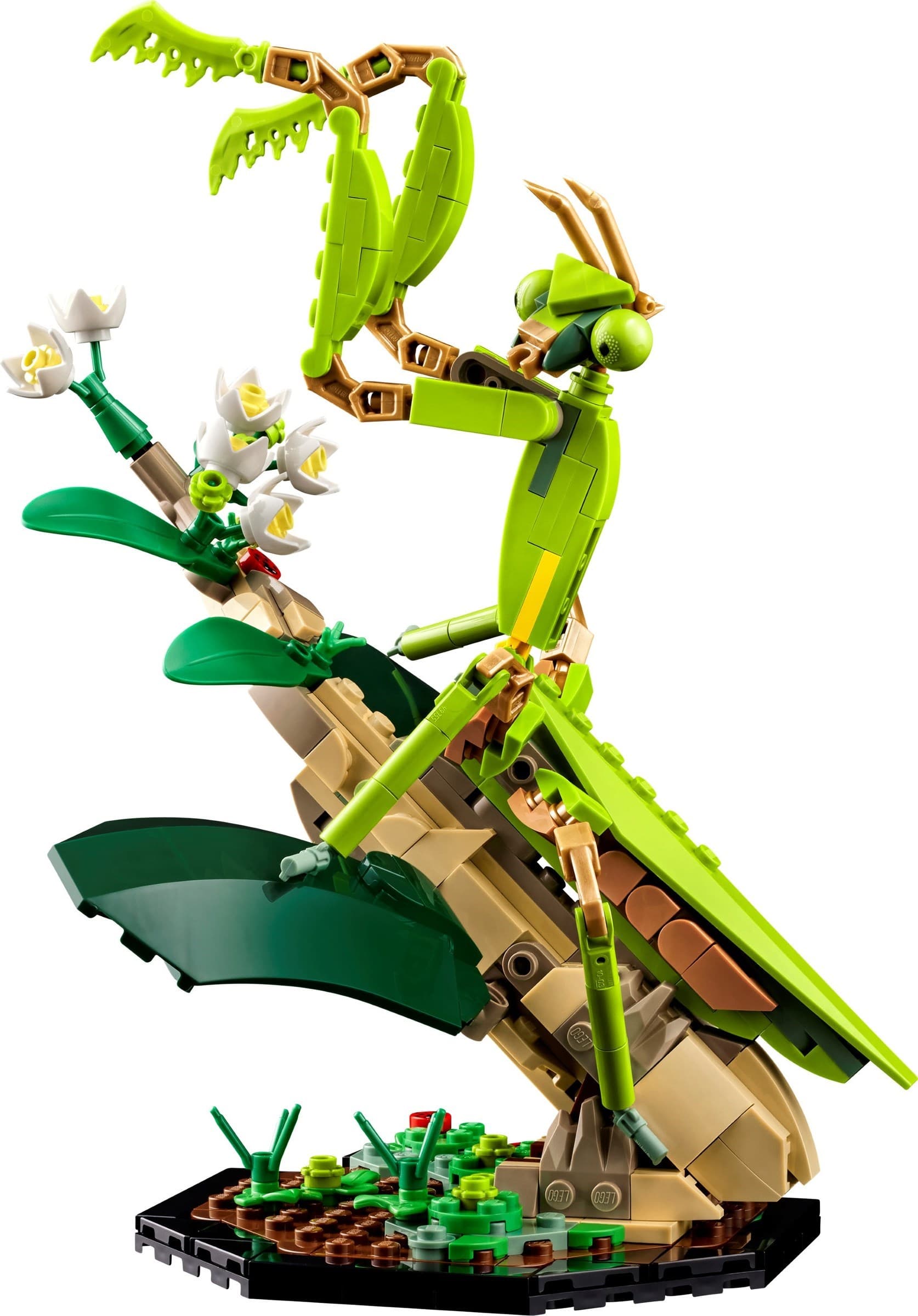 The Insect Collection