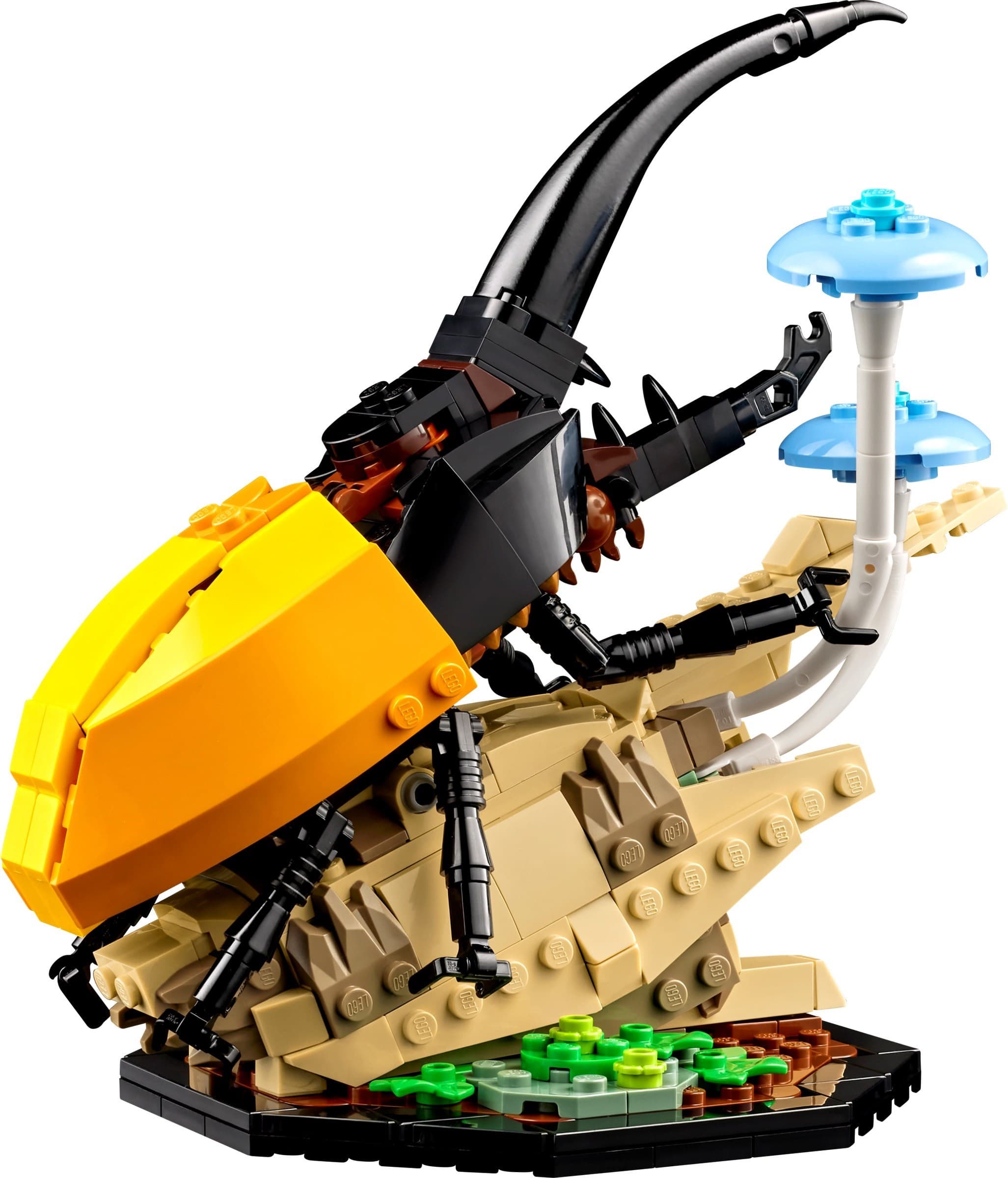 The Insect Collection