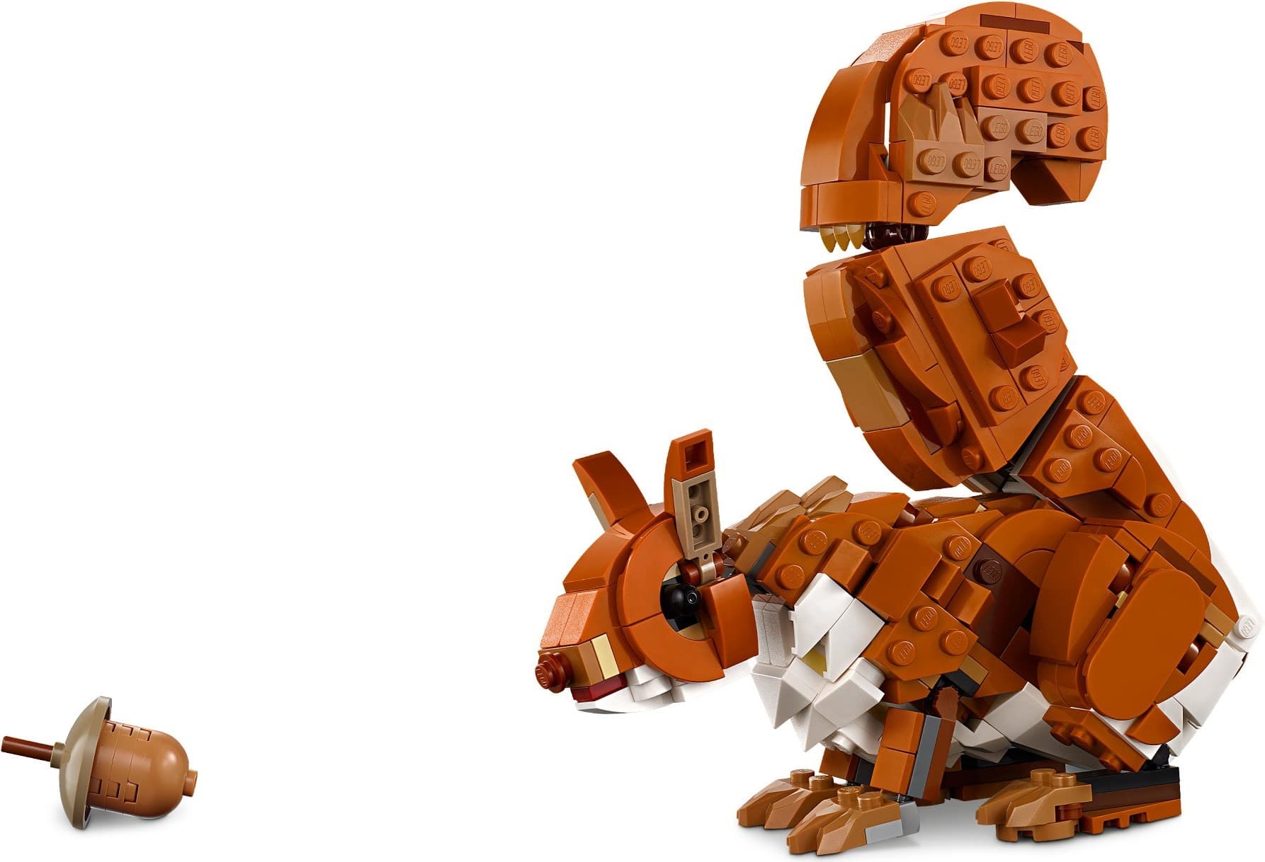 Forest Animals: Red Fox