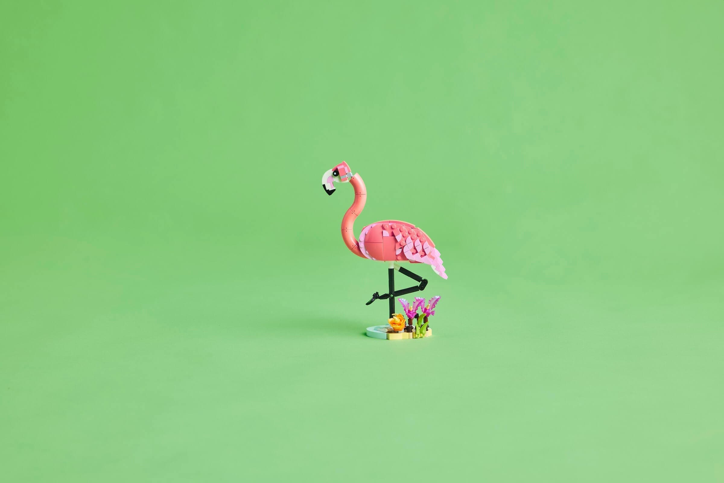 Wild Animals: Pink Flamingo