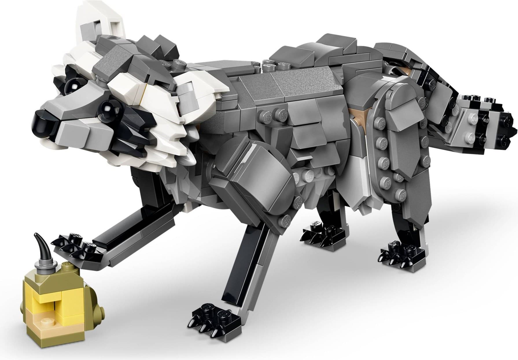 Forest Animals: Gray Wolf