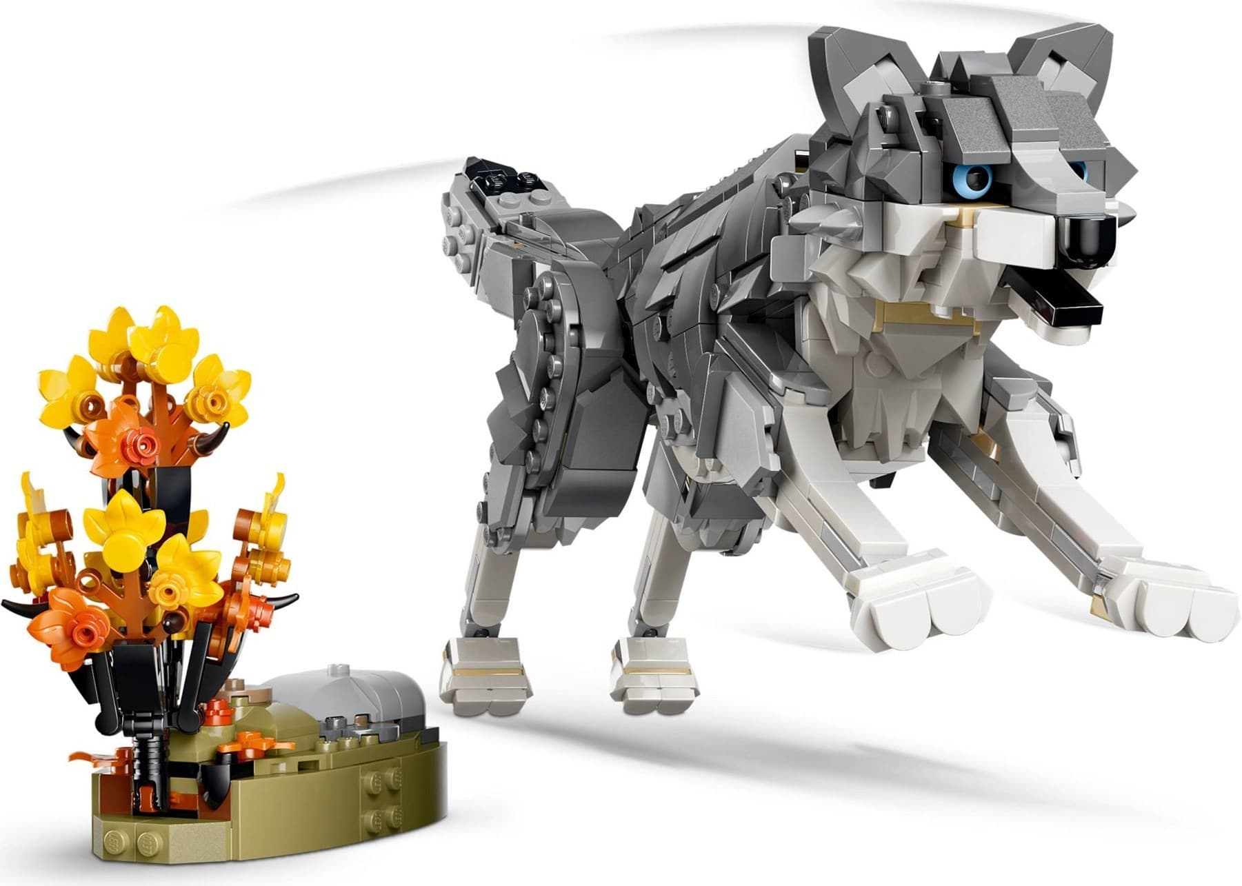Forest Animals: Gray Wolf