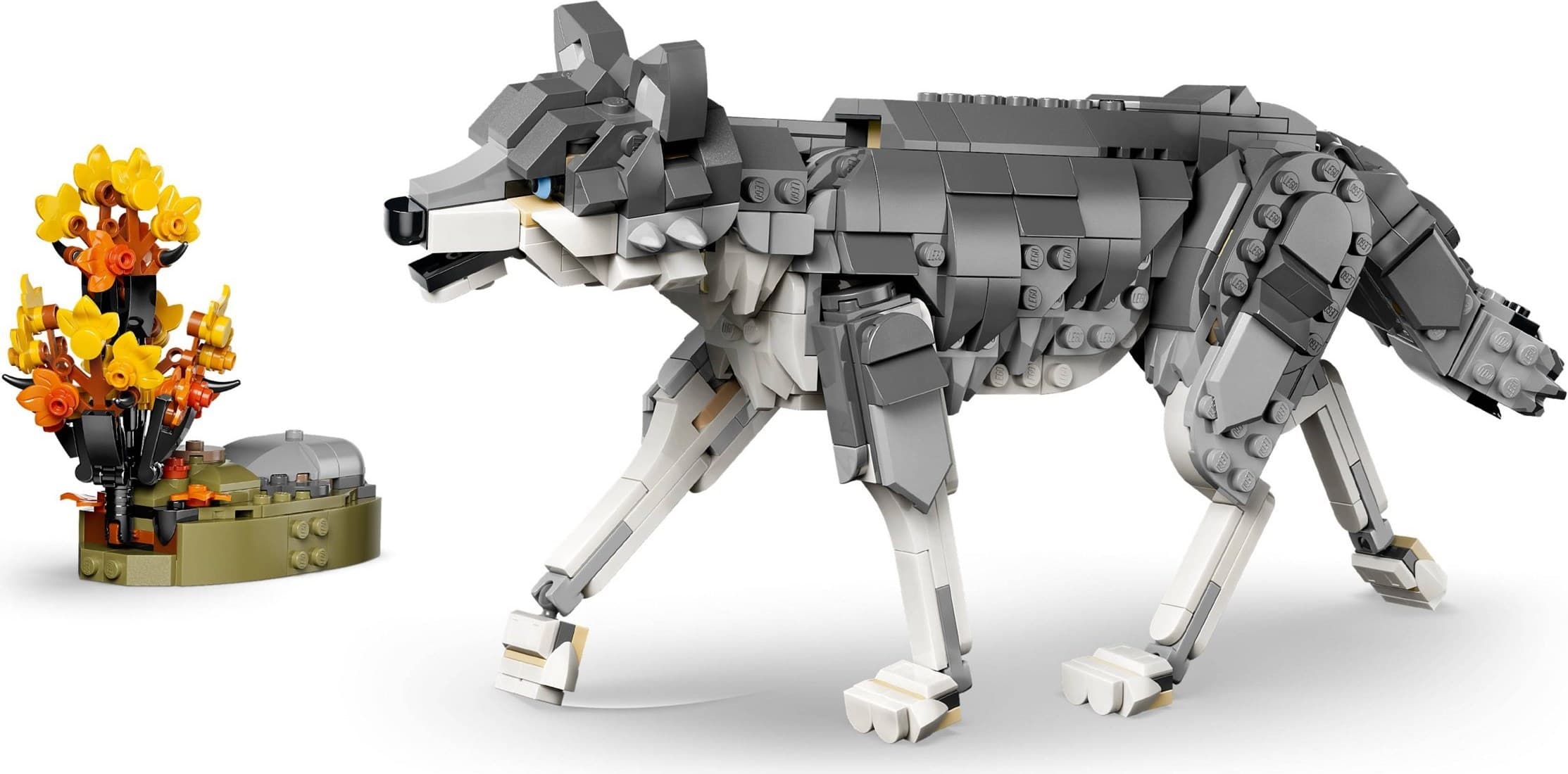Forest Animals: Gray Wolf