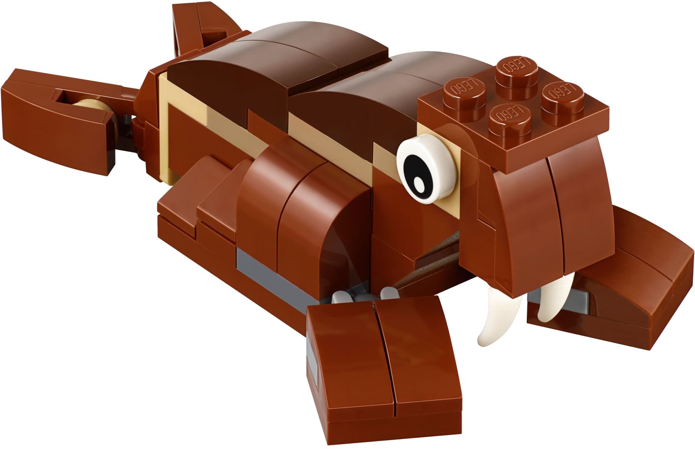 Walrus