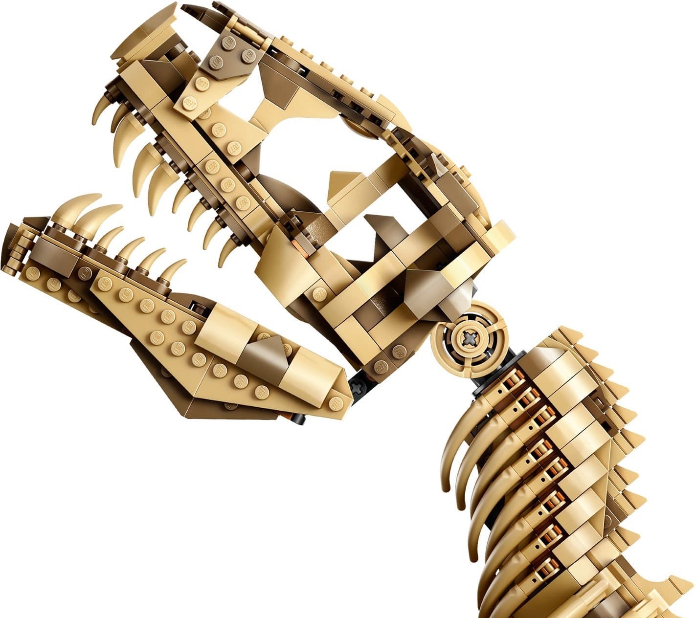 Dinosaur Fossils: Tyrannosaurus Rex