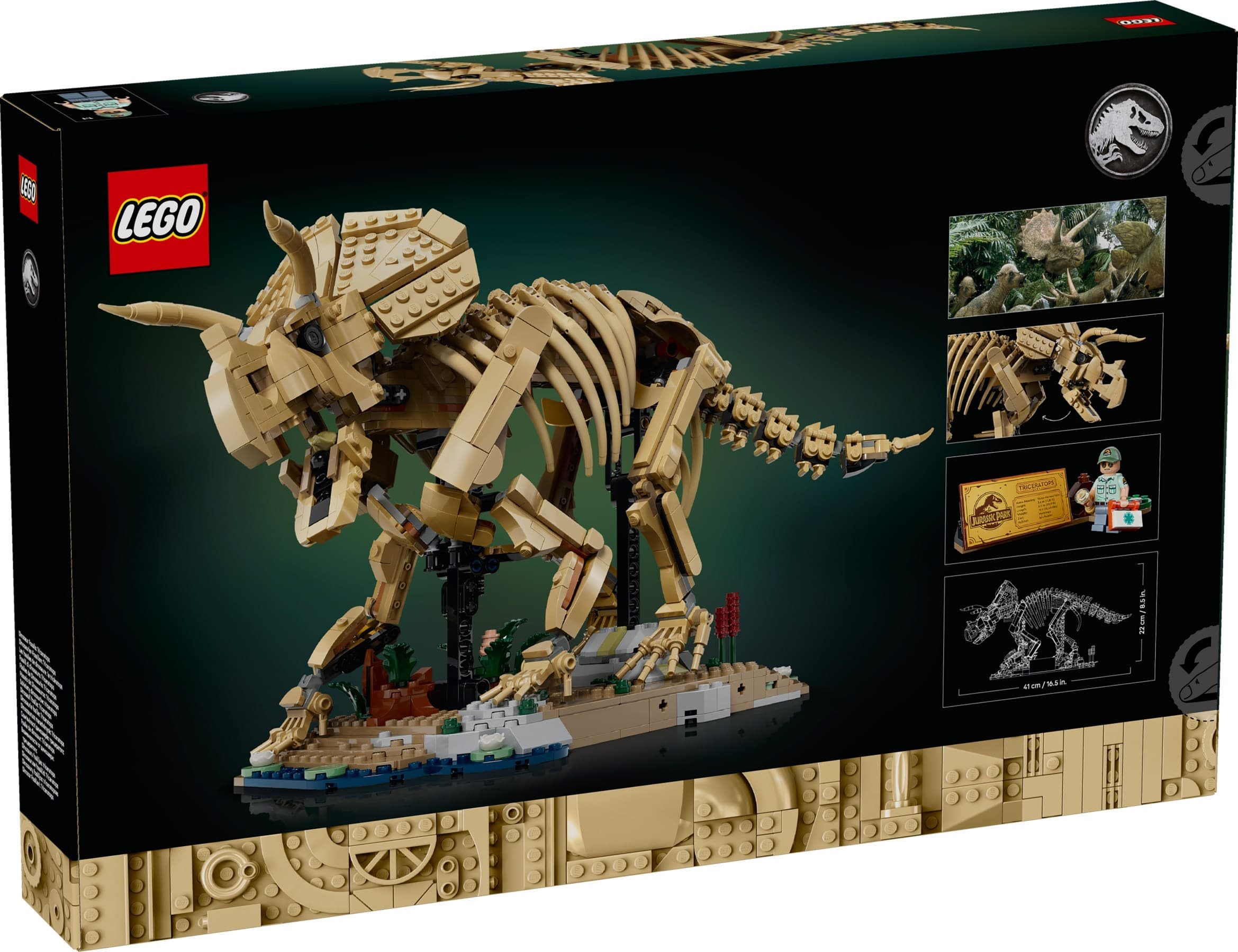 Dinosaur Fossils: Triceratops