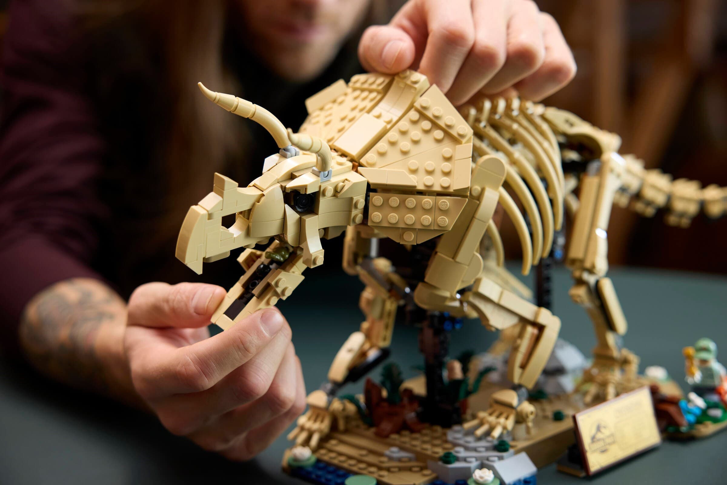 Dinosaur Fossils: Triceratops