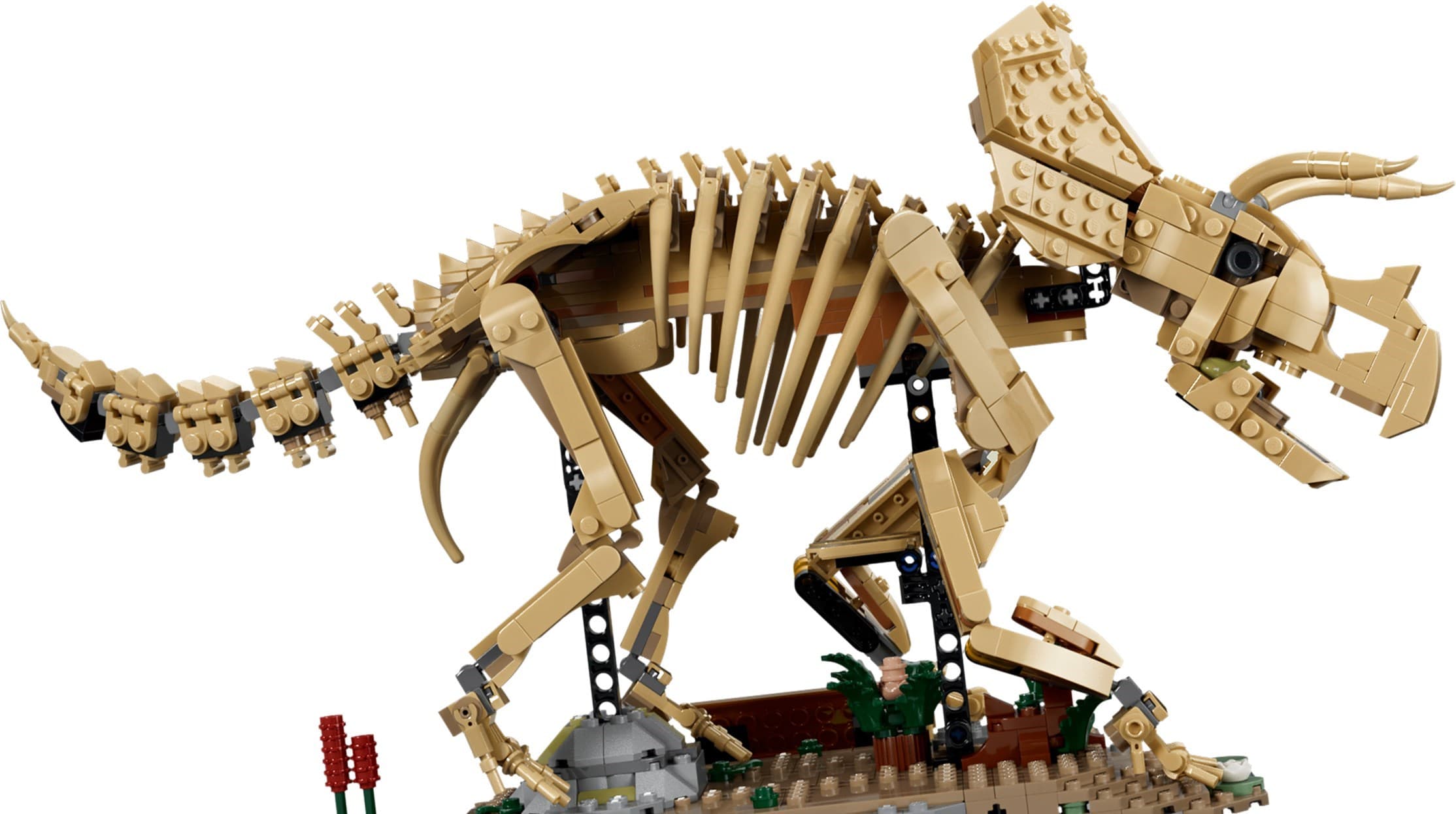 Dinosaur Fossils: Triceratops