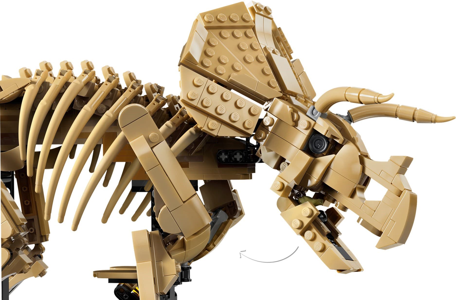 Dinosaur Fossils: Triceratops
