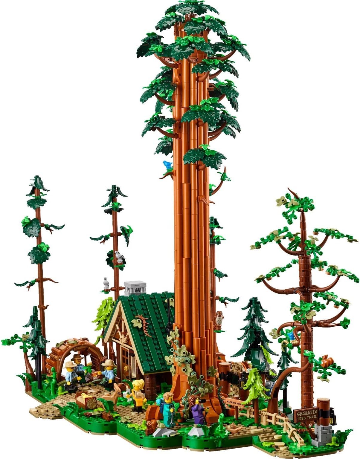 Sequoia Tree Trail