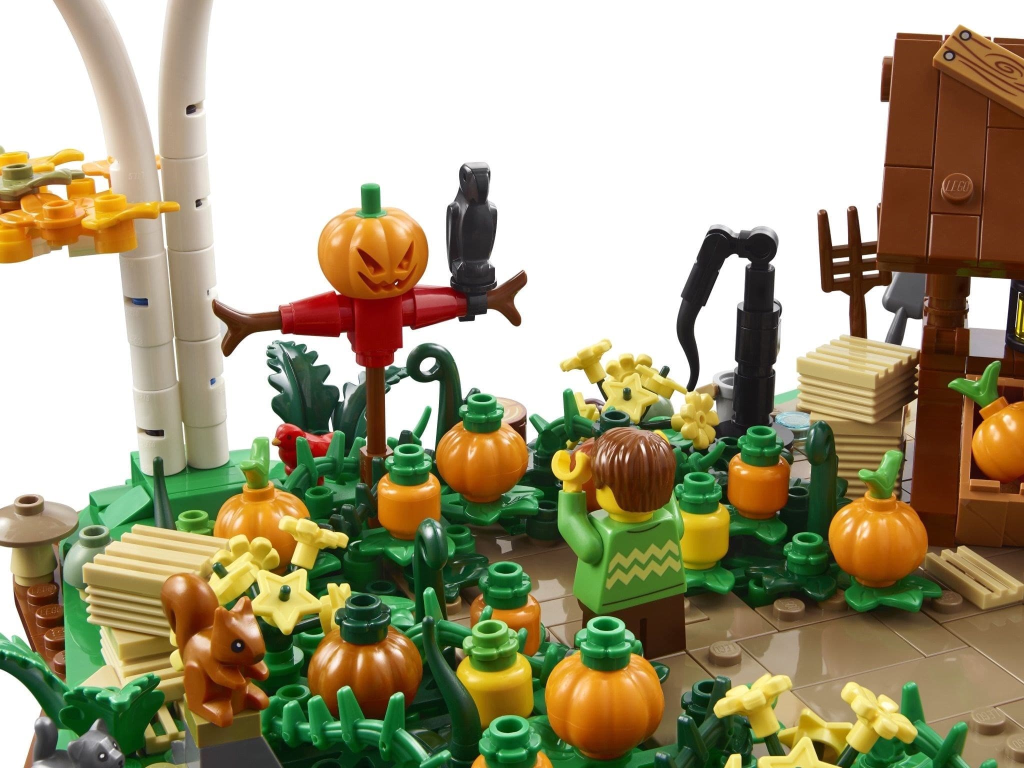 Pumpkin Patch