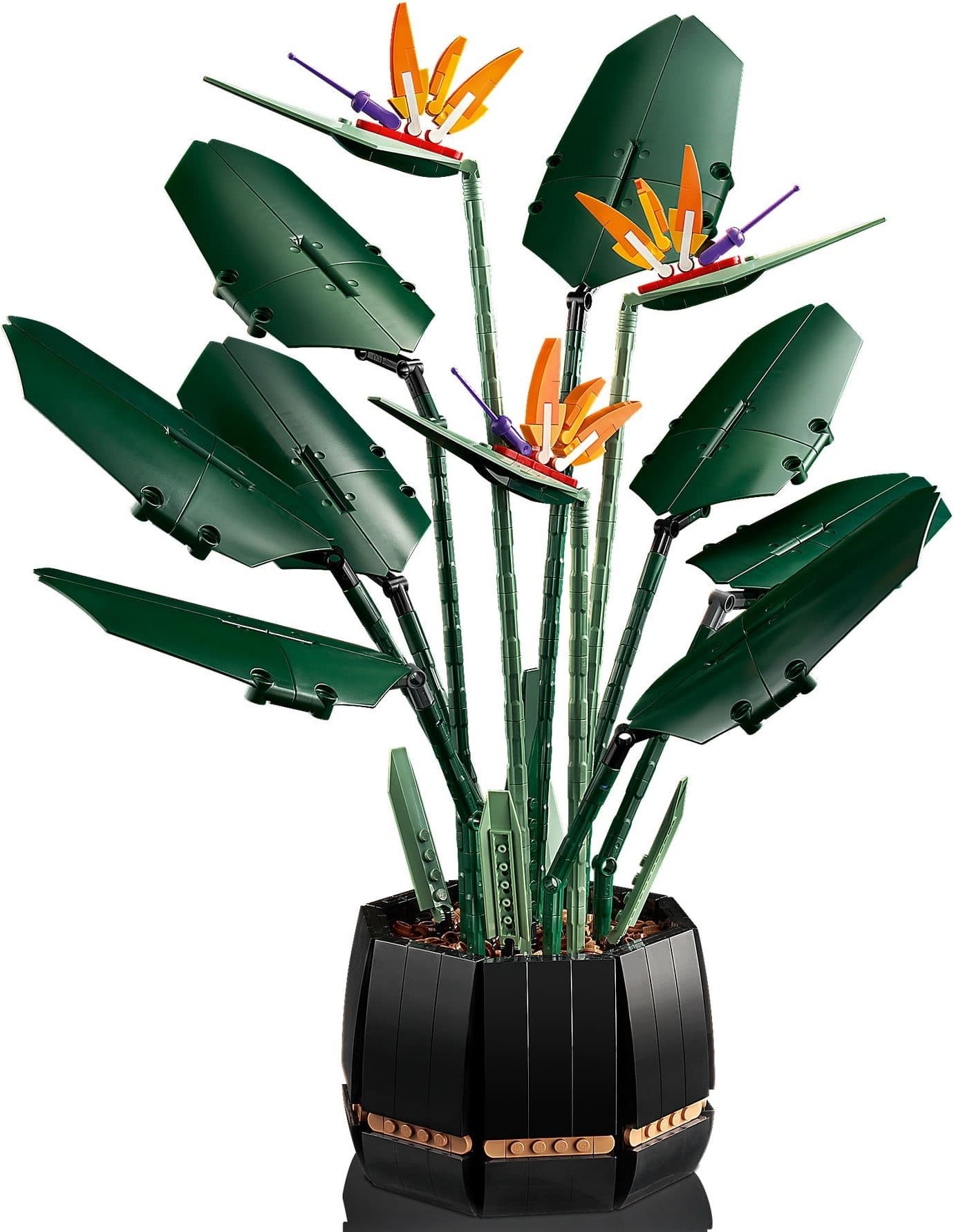 Bird of Paradise
