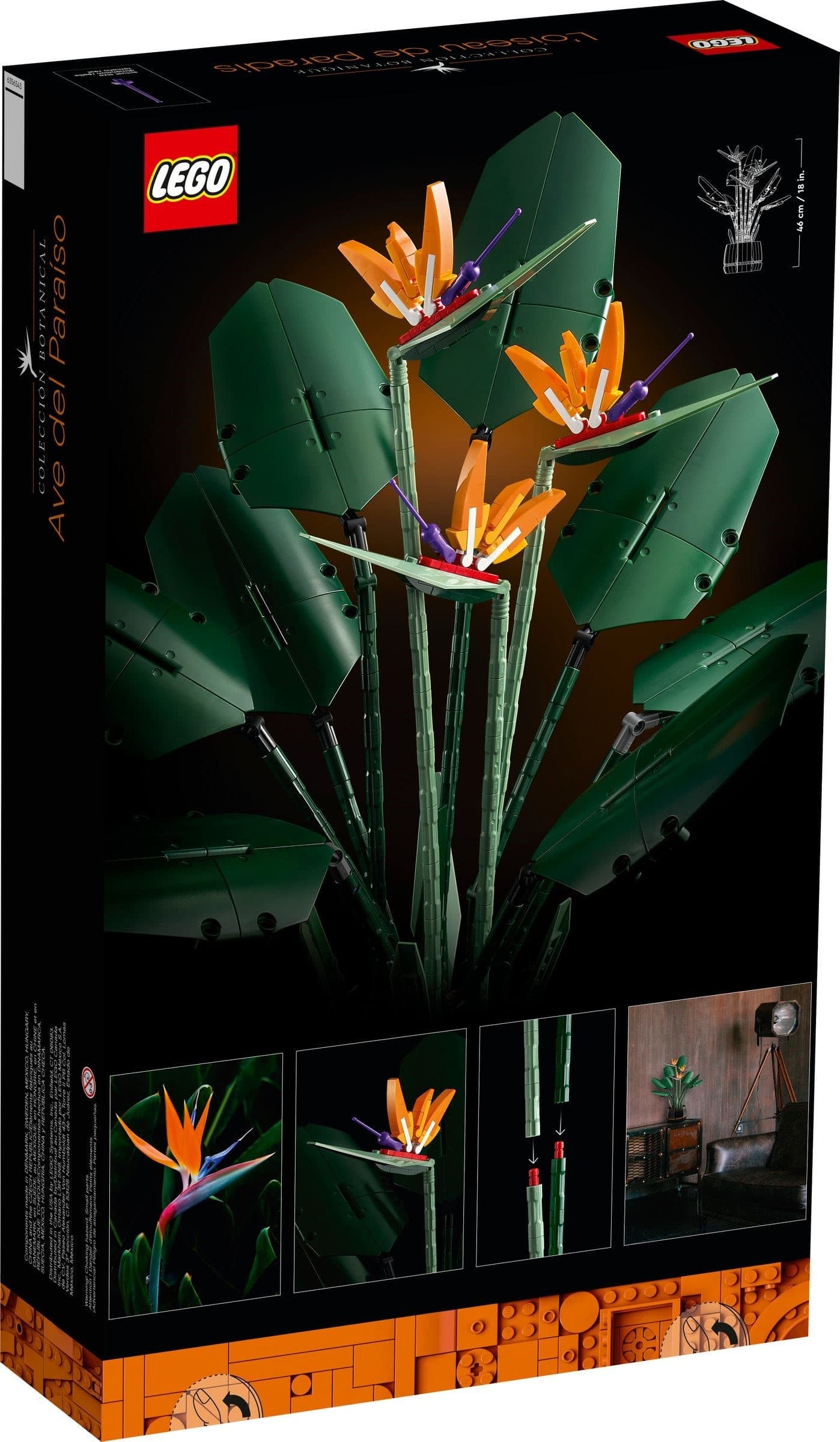 Bird of Paradise