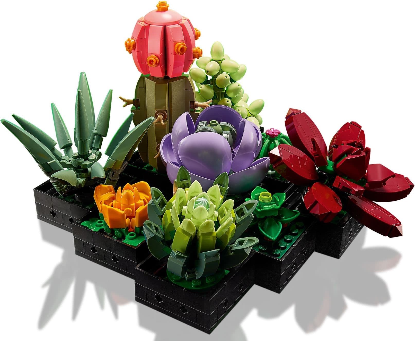 Succulents
