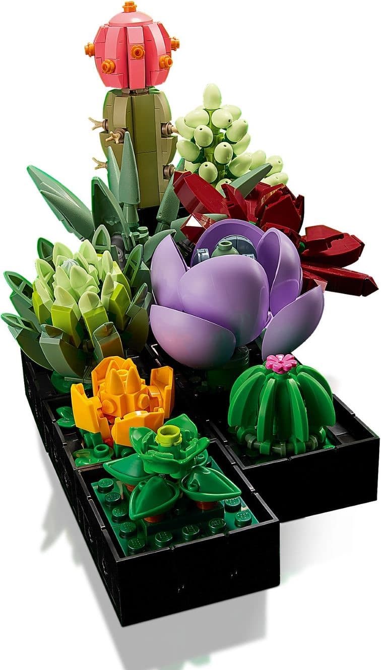 Succulents