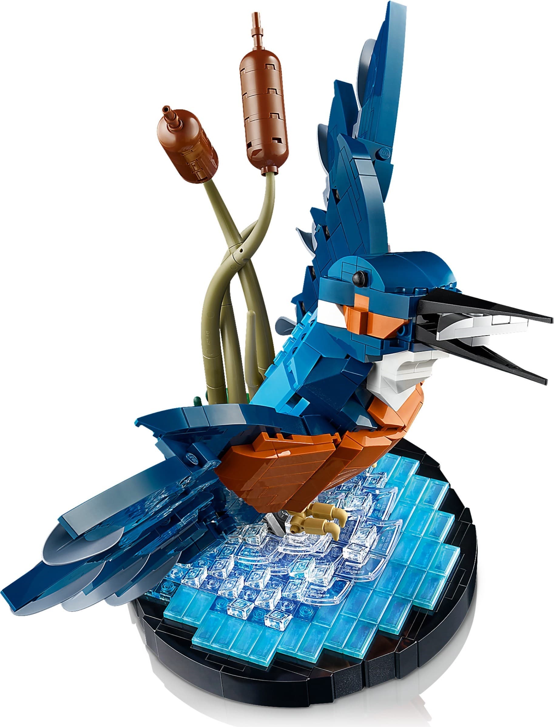 Kingfisher Bird