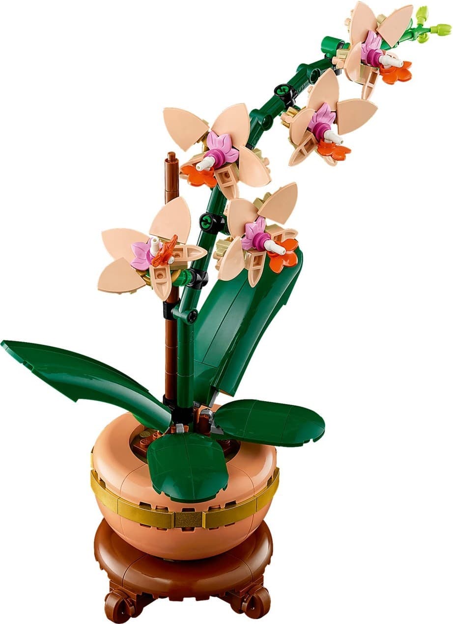 Mini Orchid