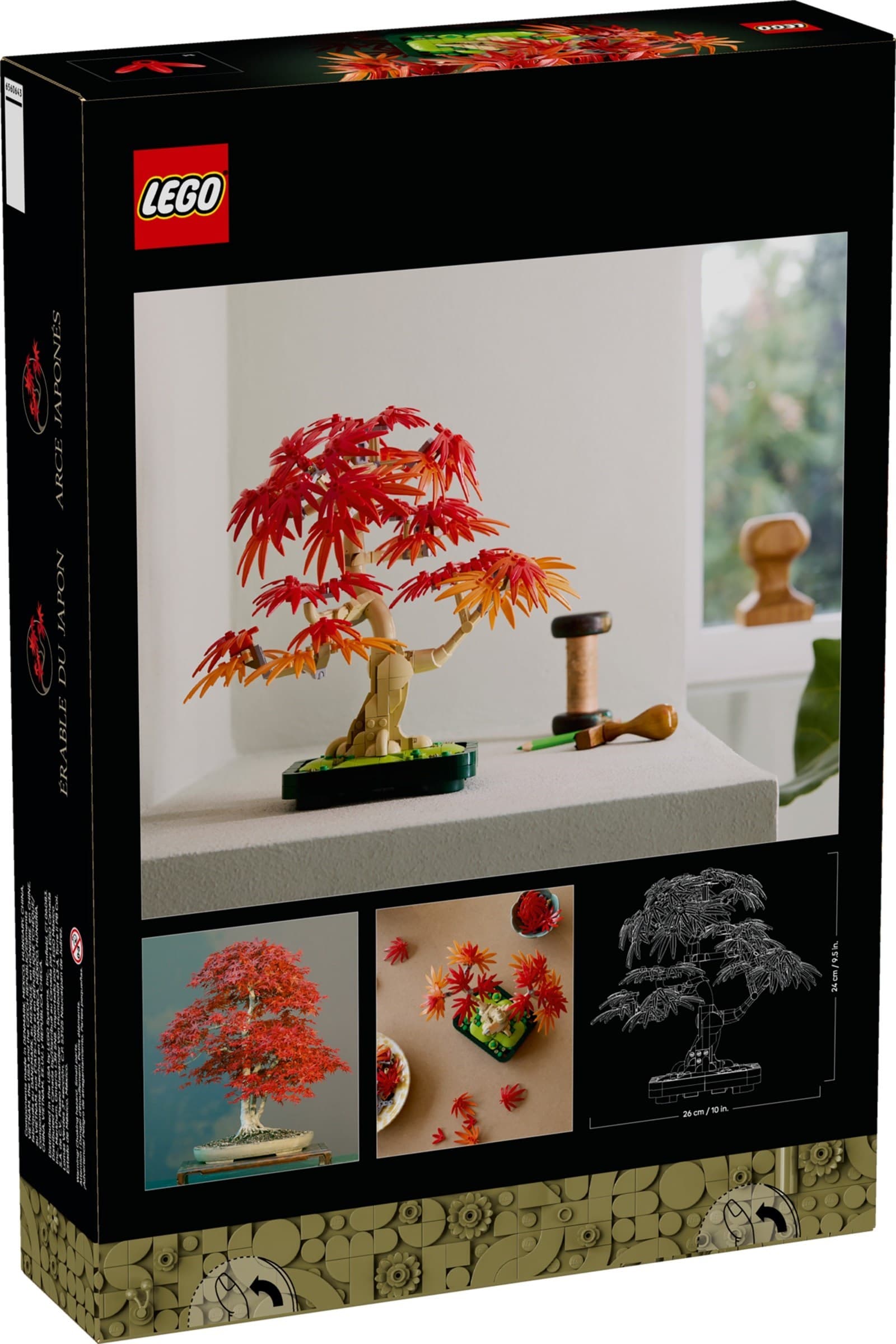 Japanese Red Maple Bonsai Tree