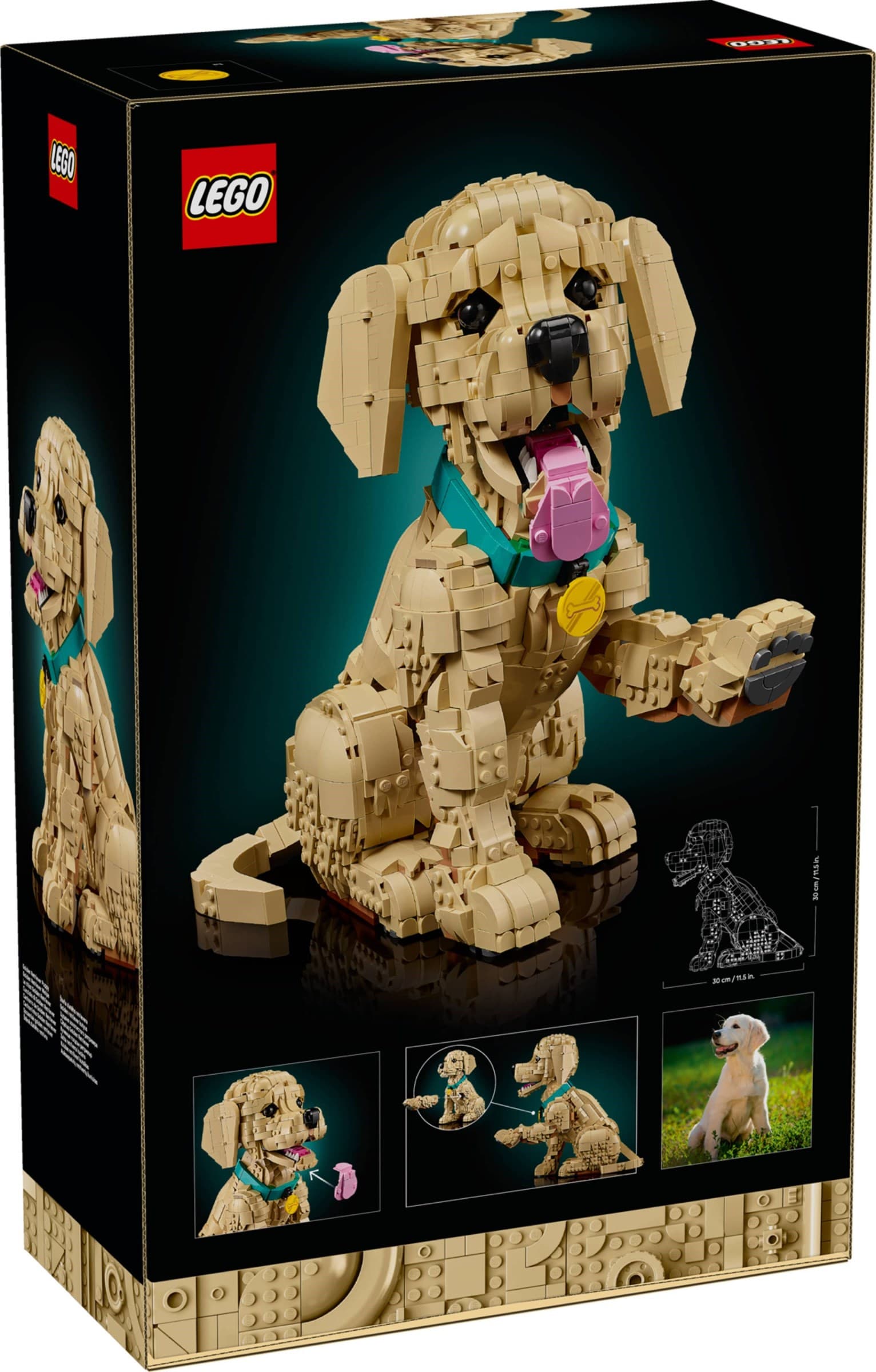 Golden Retriever Puppy