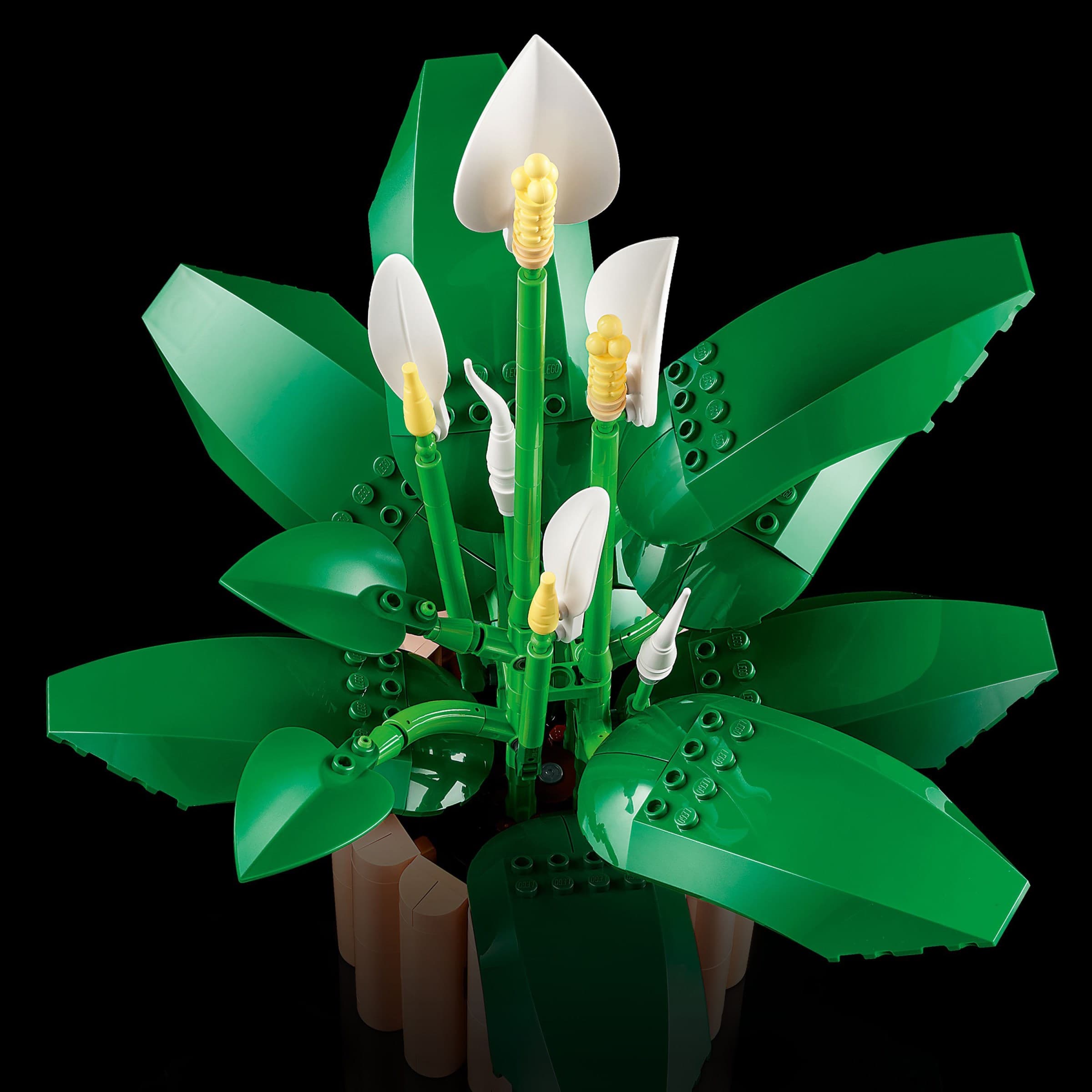 Peace Lily