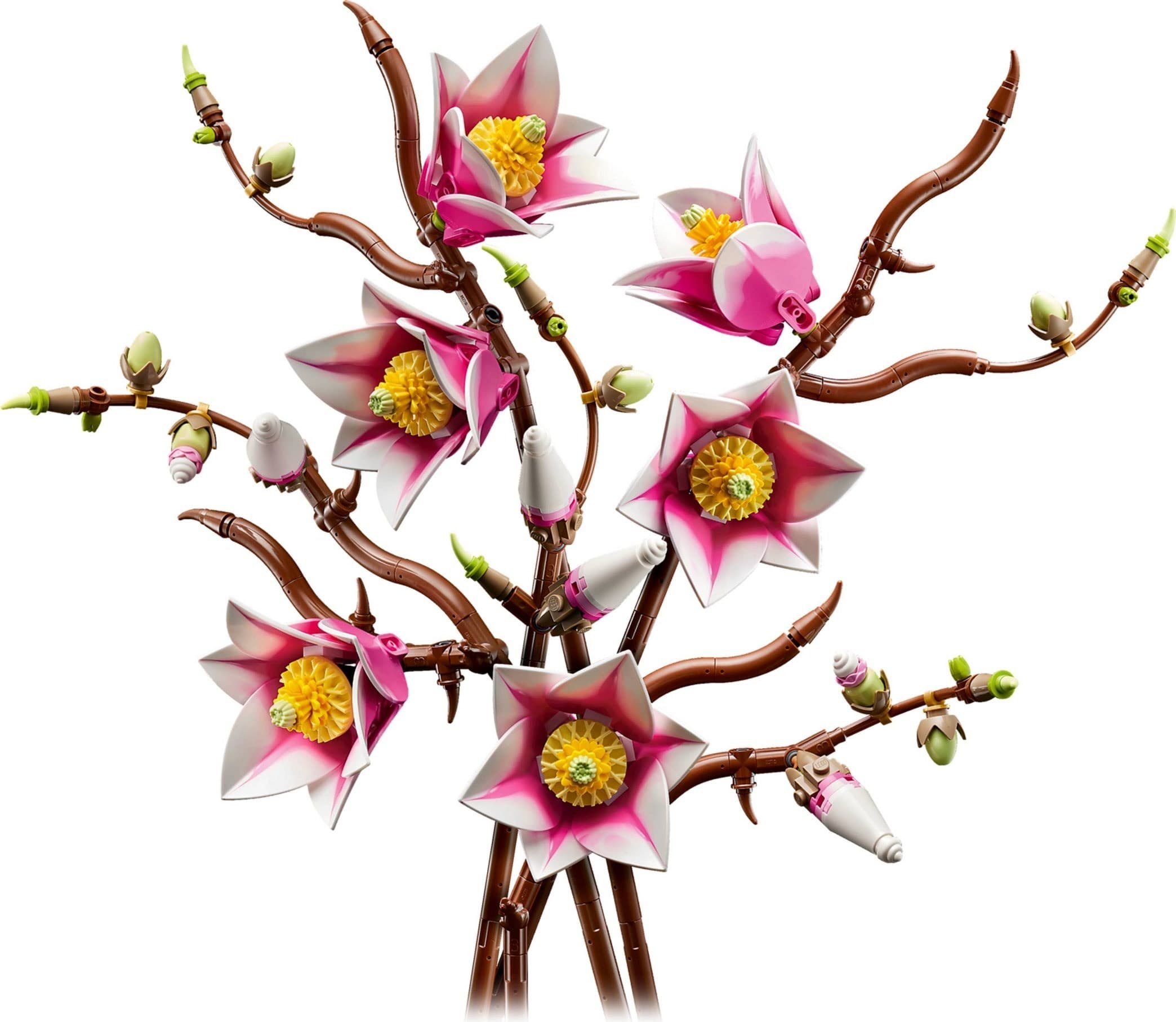 Magnolia Branches