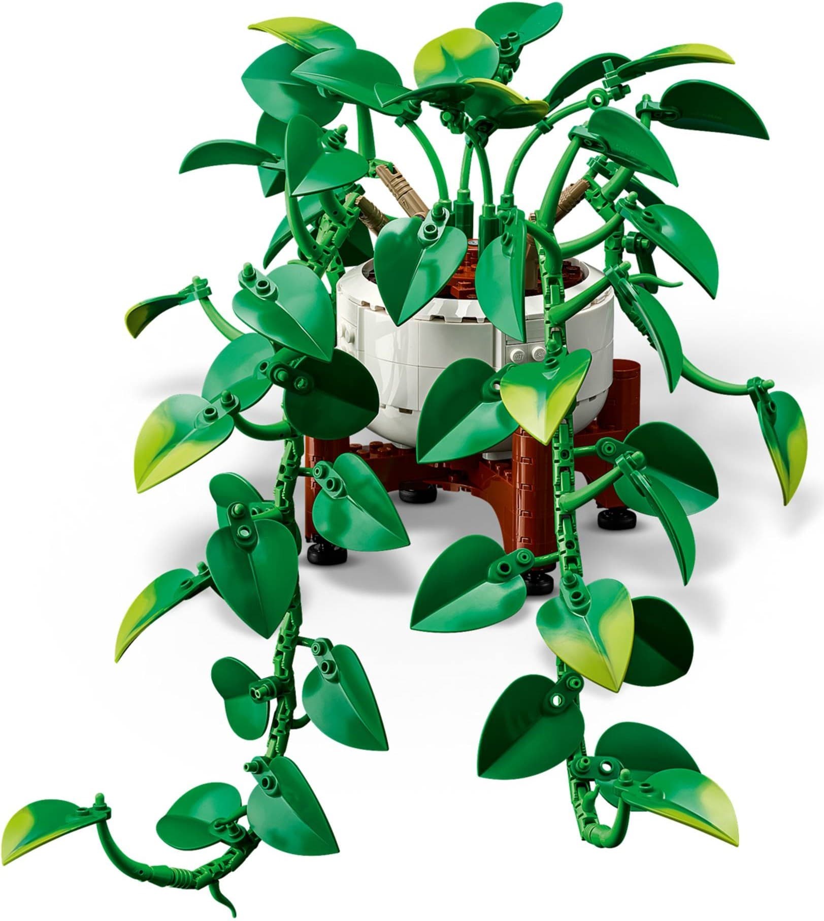 Hanging Golden Pothos