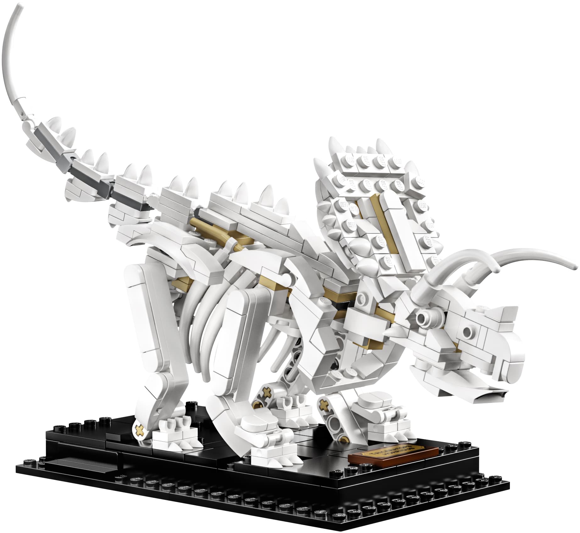 Dinosaur Fossils