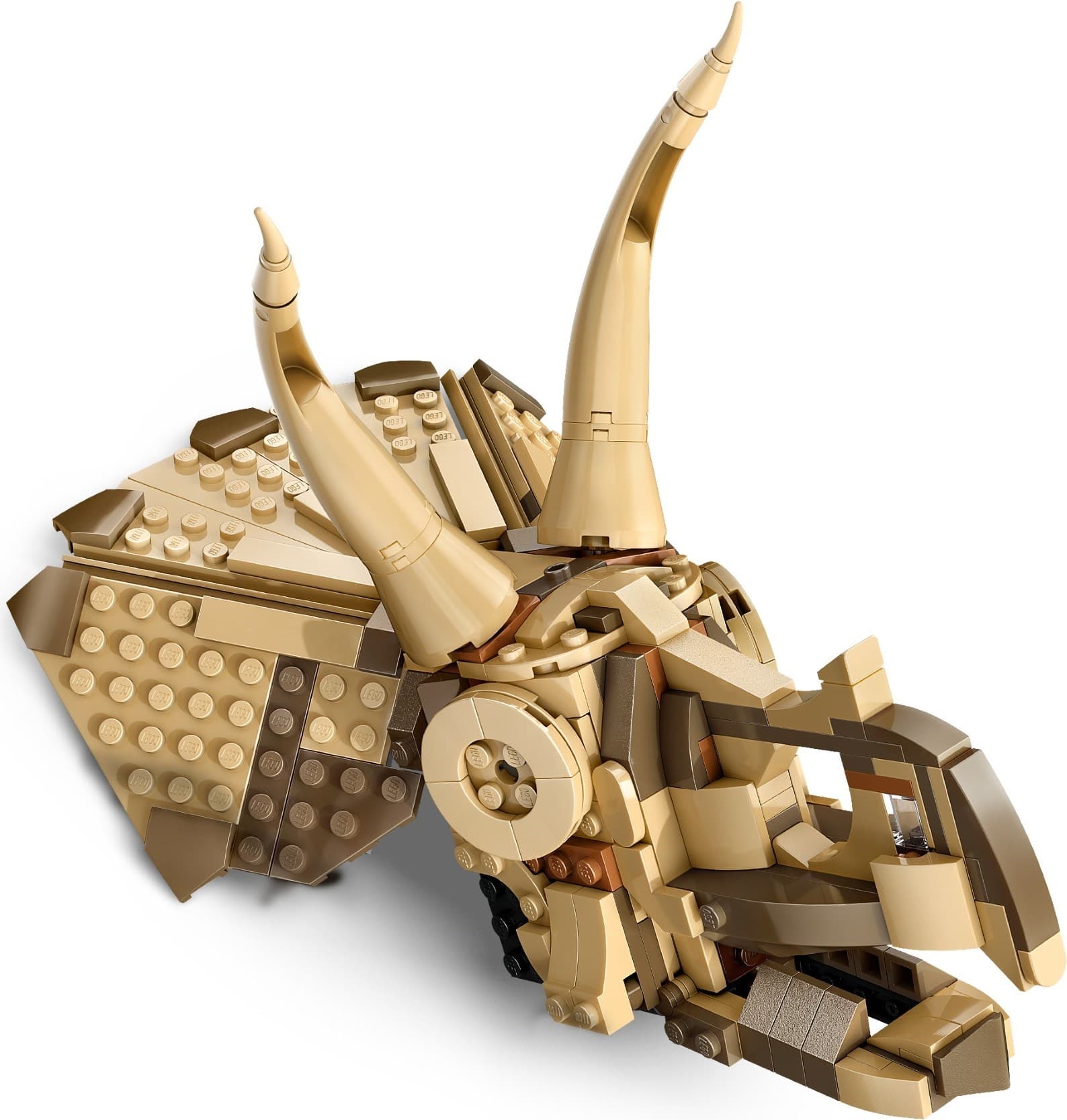 Dinosaur Fossils: Triceratops Skull