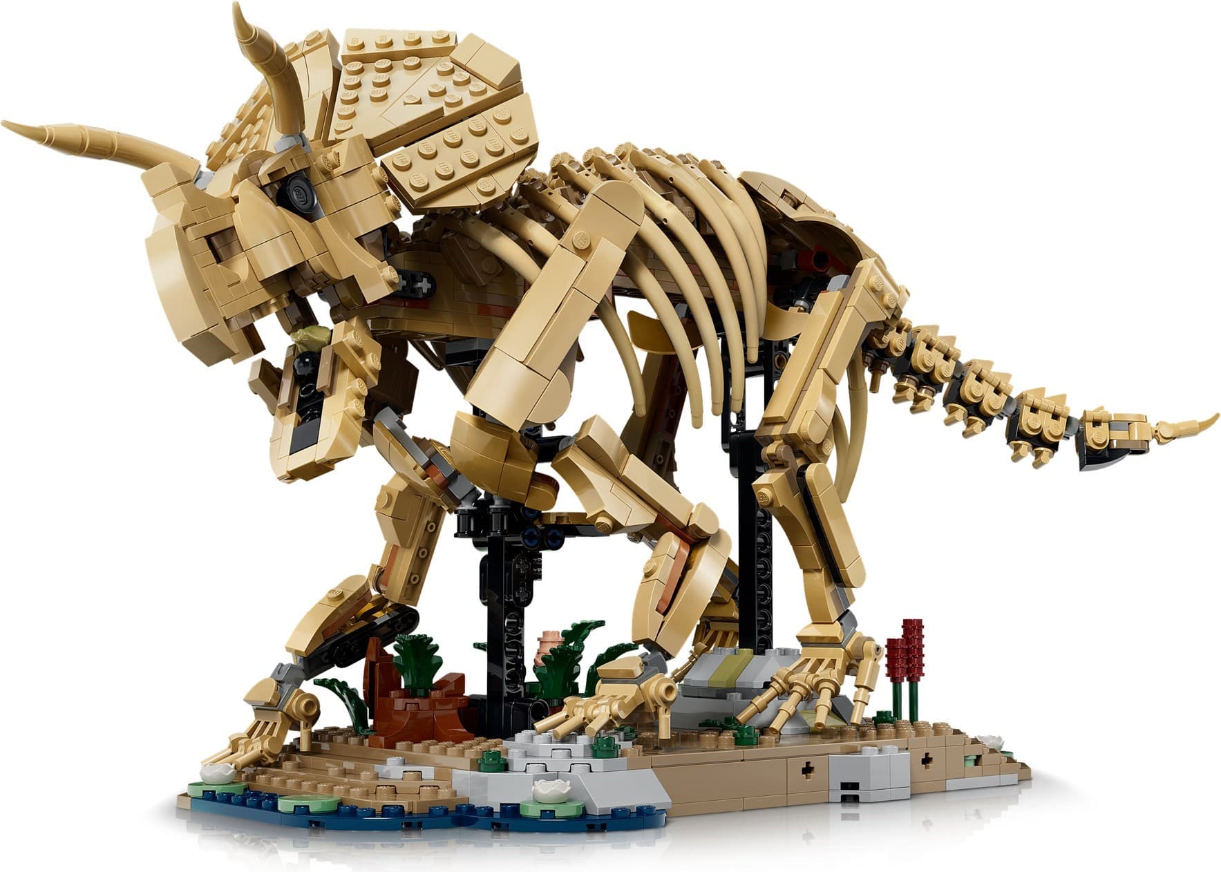 Dinosaur Fossils: Triceratops