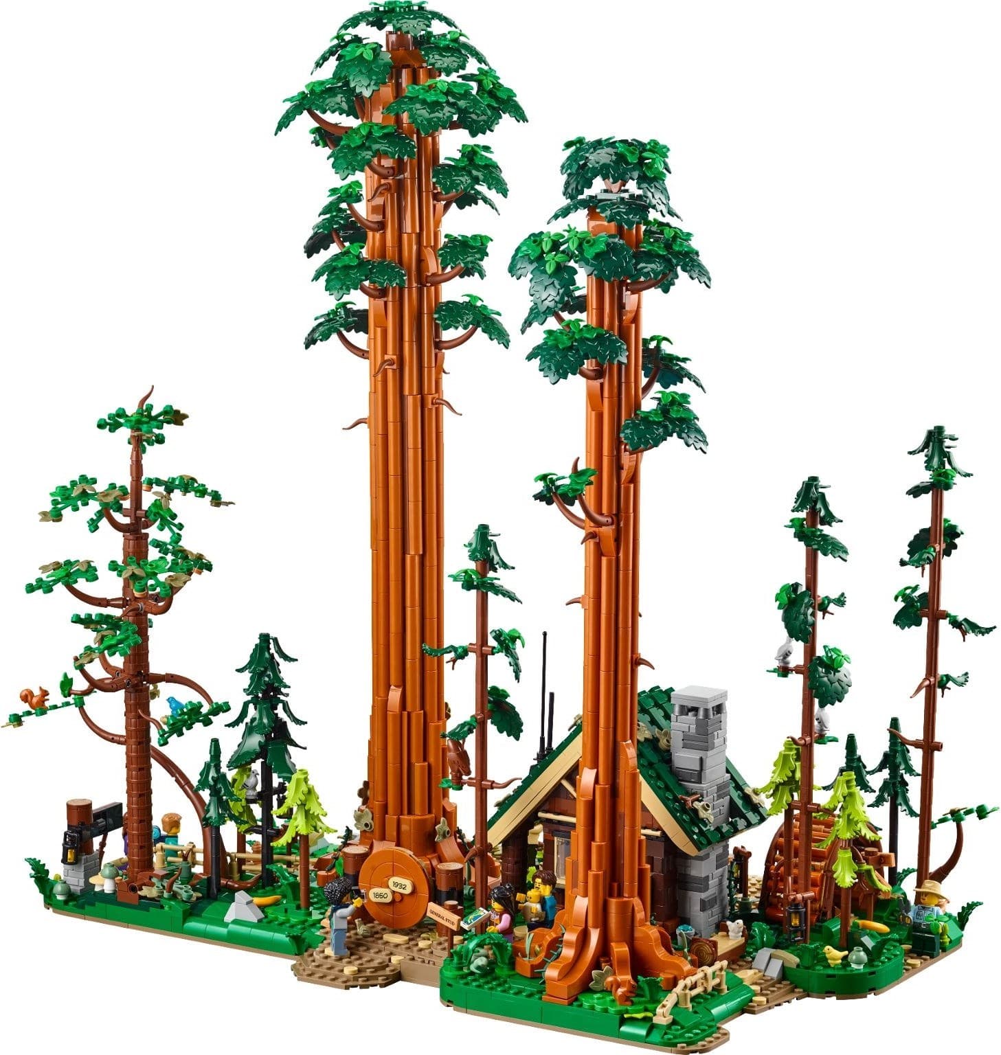 Sequoia Tree Trail